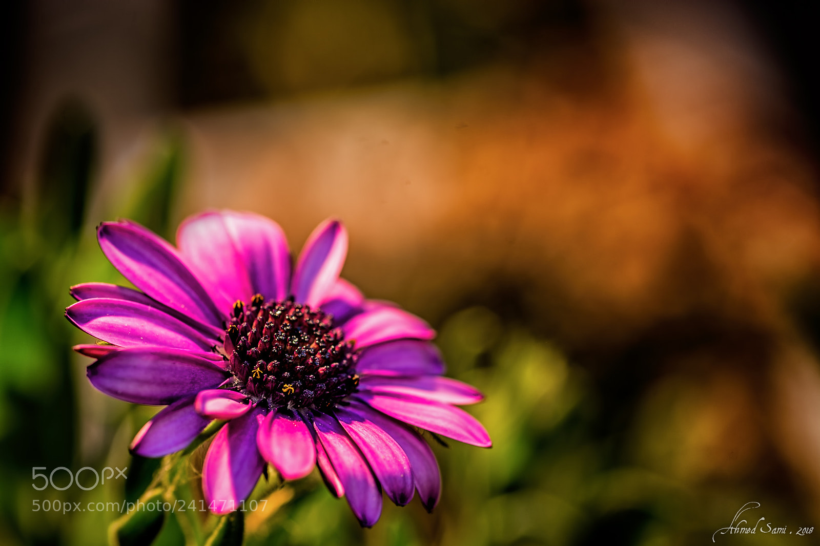 Nikon D7100 sample photo. Daisy photography