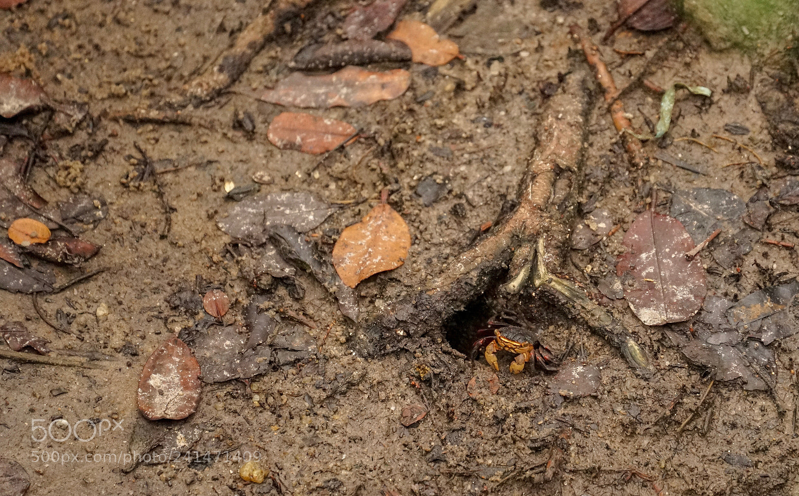 Sony a7 sample photo. Where is the crab photography