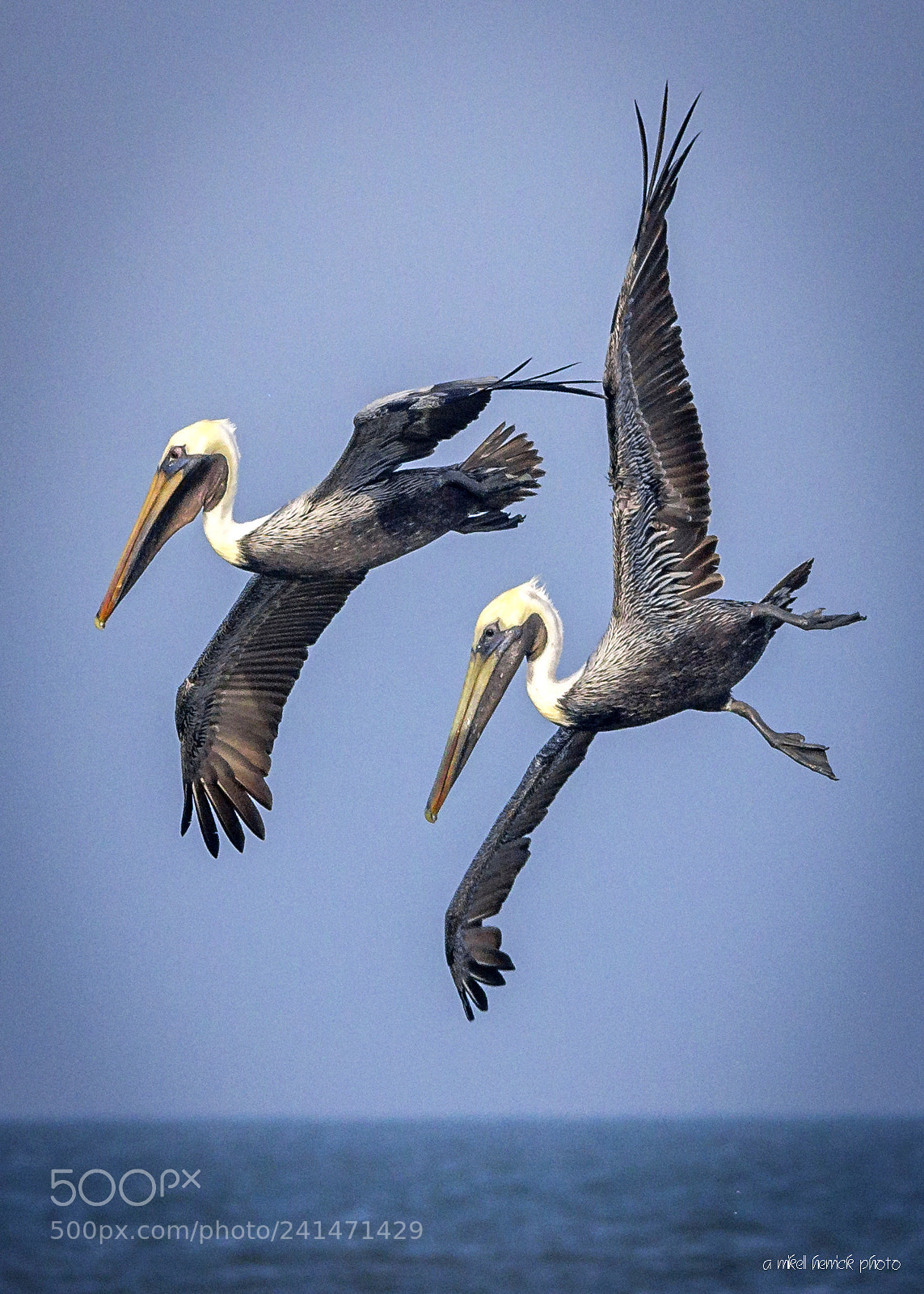 Canon EOS 60D sample photo. Synchronized pelicans photography