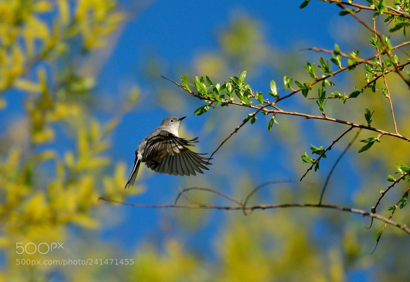 Nikon D500 sample photo. Gnatcatcher capture photography