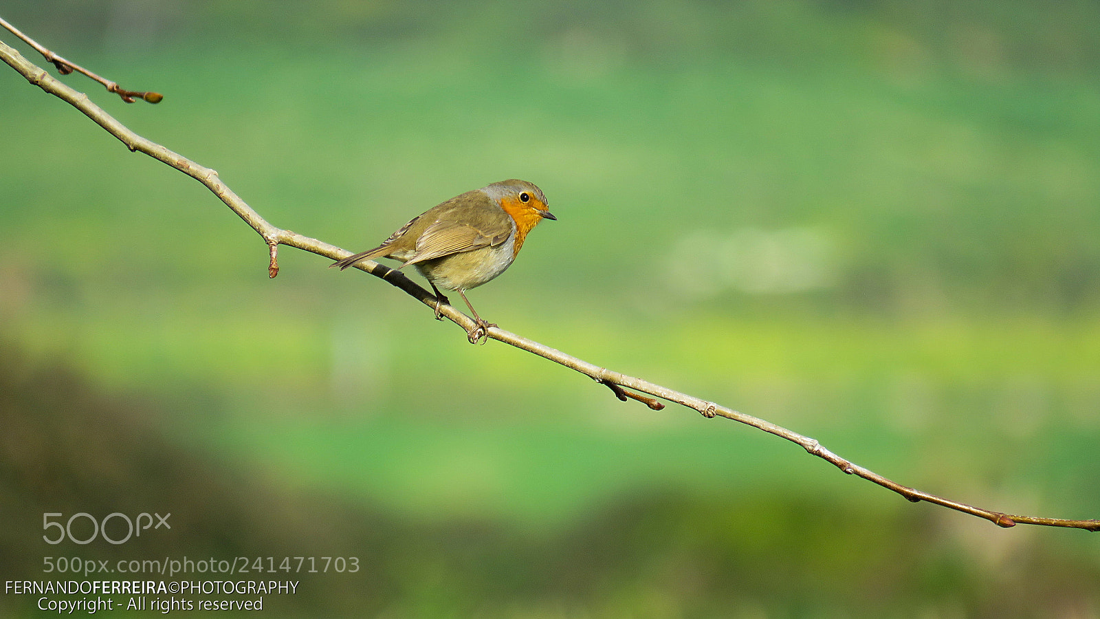 Canon PowerShot SX60 HS sample photo. Pisco-de-peito-ruivo (erithacus rubecula) photography
