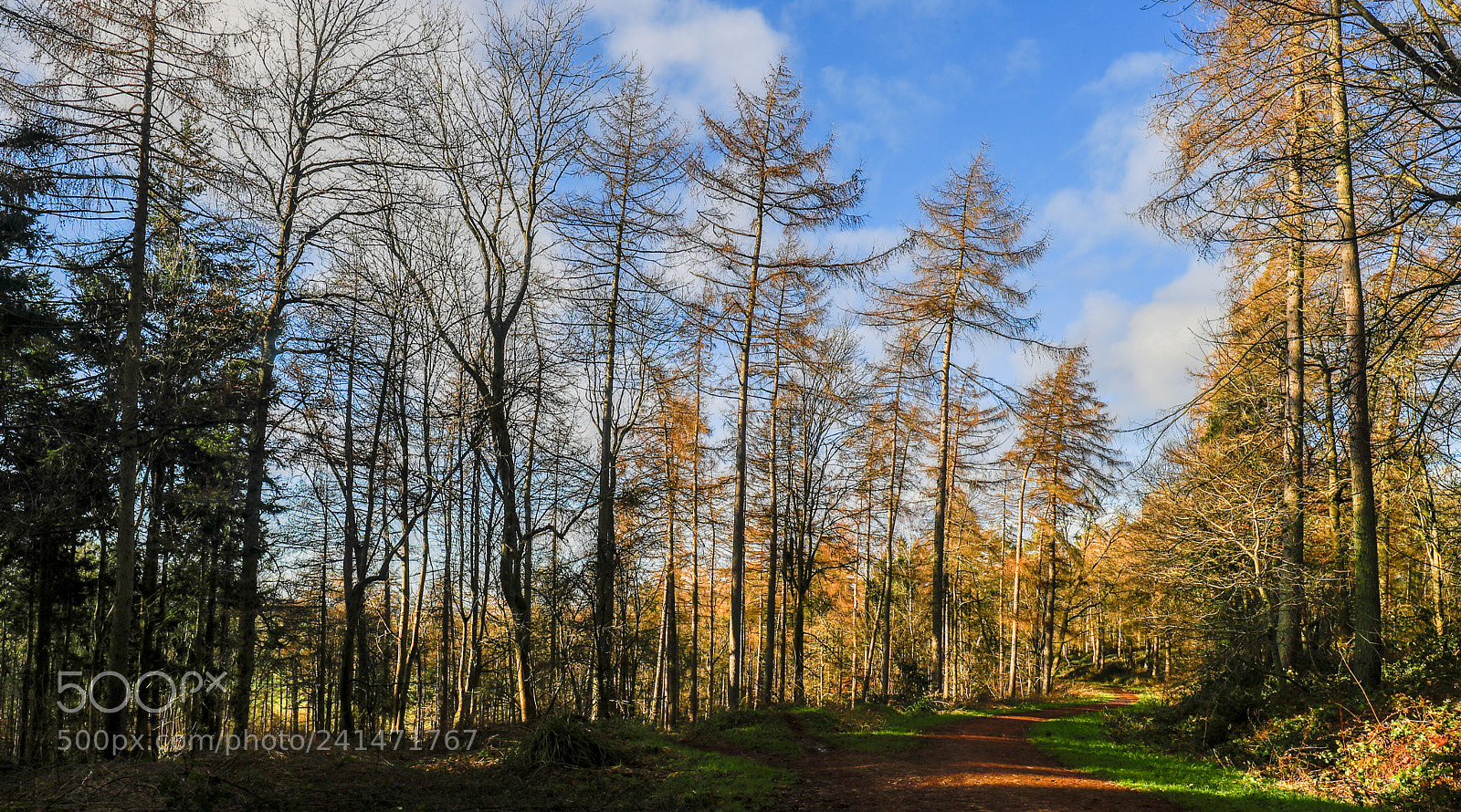 Canon EOS-1D X Mark II sample photo. Badbury clump photography