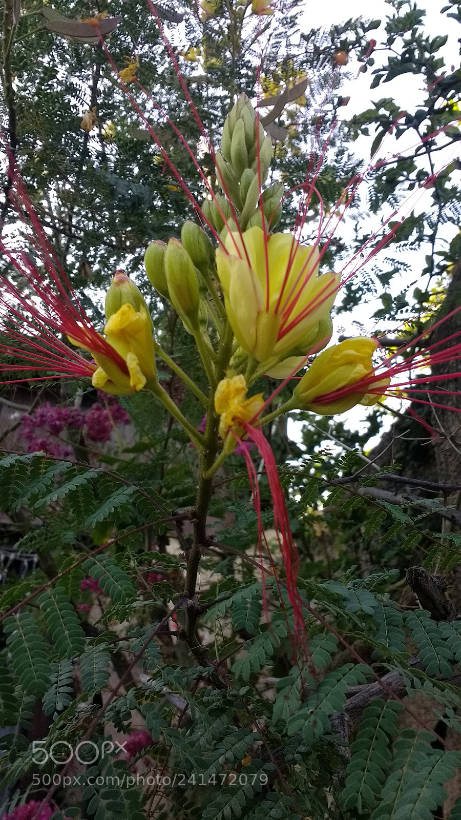 Motorola Moto G (4) sample photo. Untitled photography