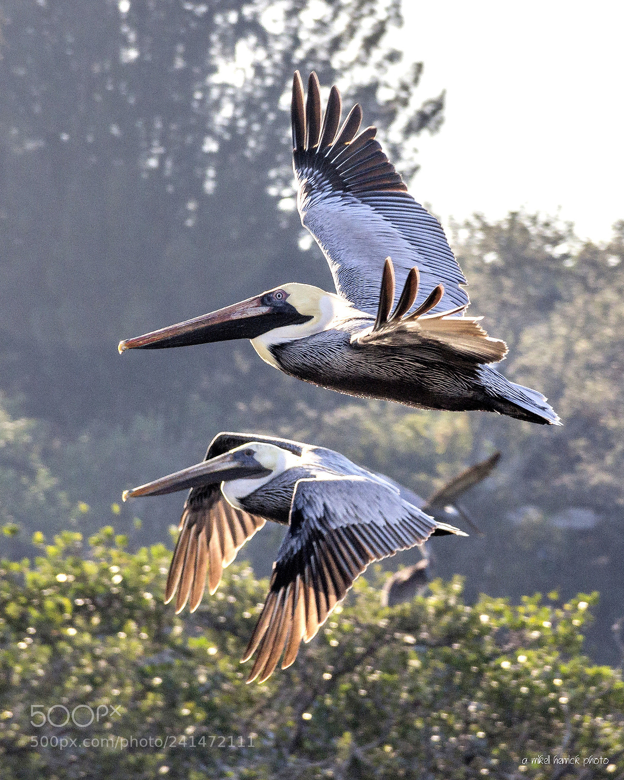 Canon EOS 60D sample photo. Pelican duet photography