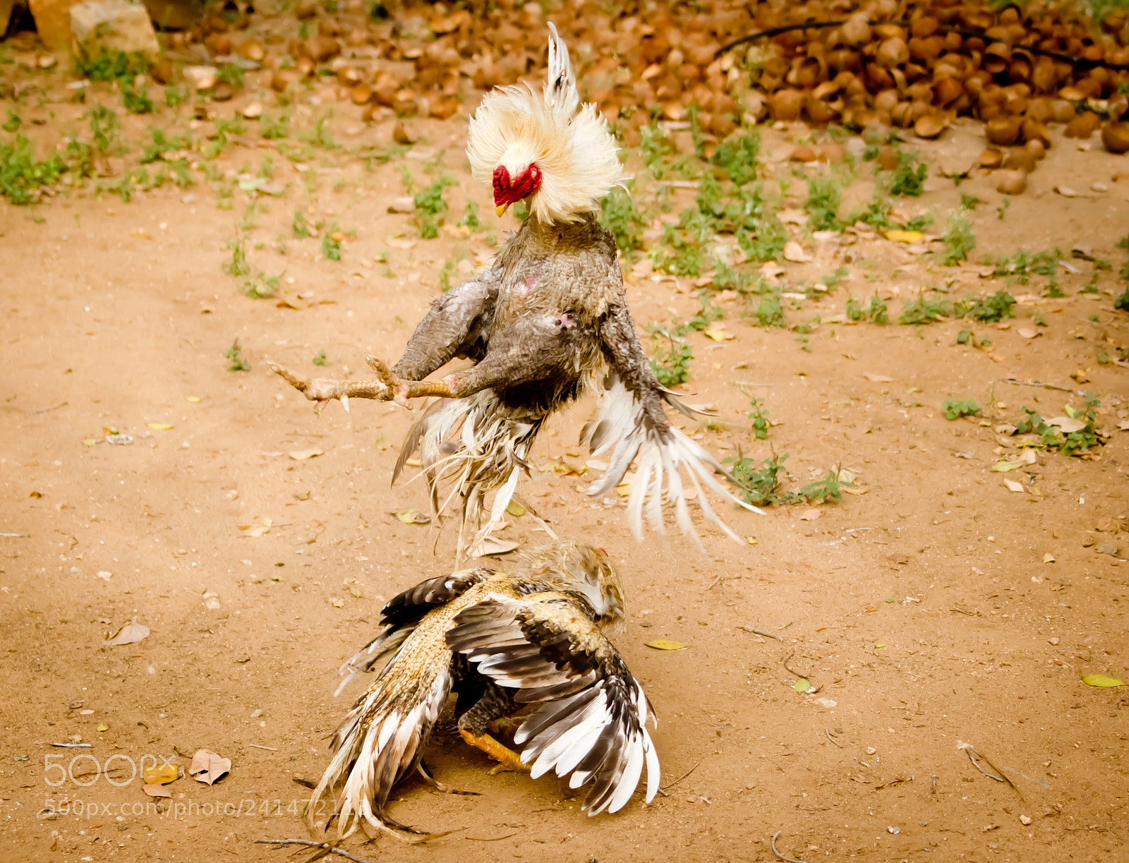 Canon EOS 550D (EOS Rebel T2i / EOS Kiss X4) sample photo. Rooster fight photography
