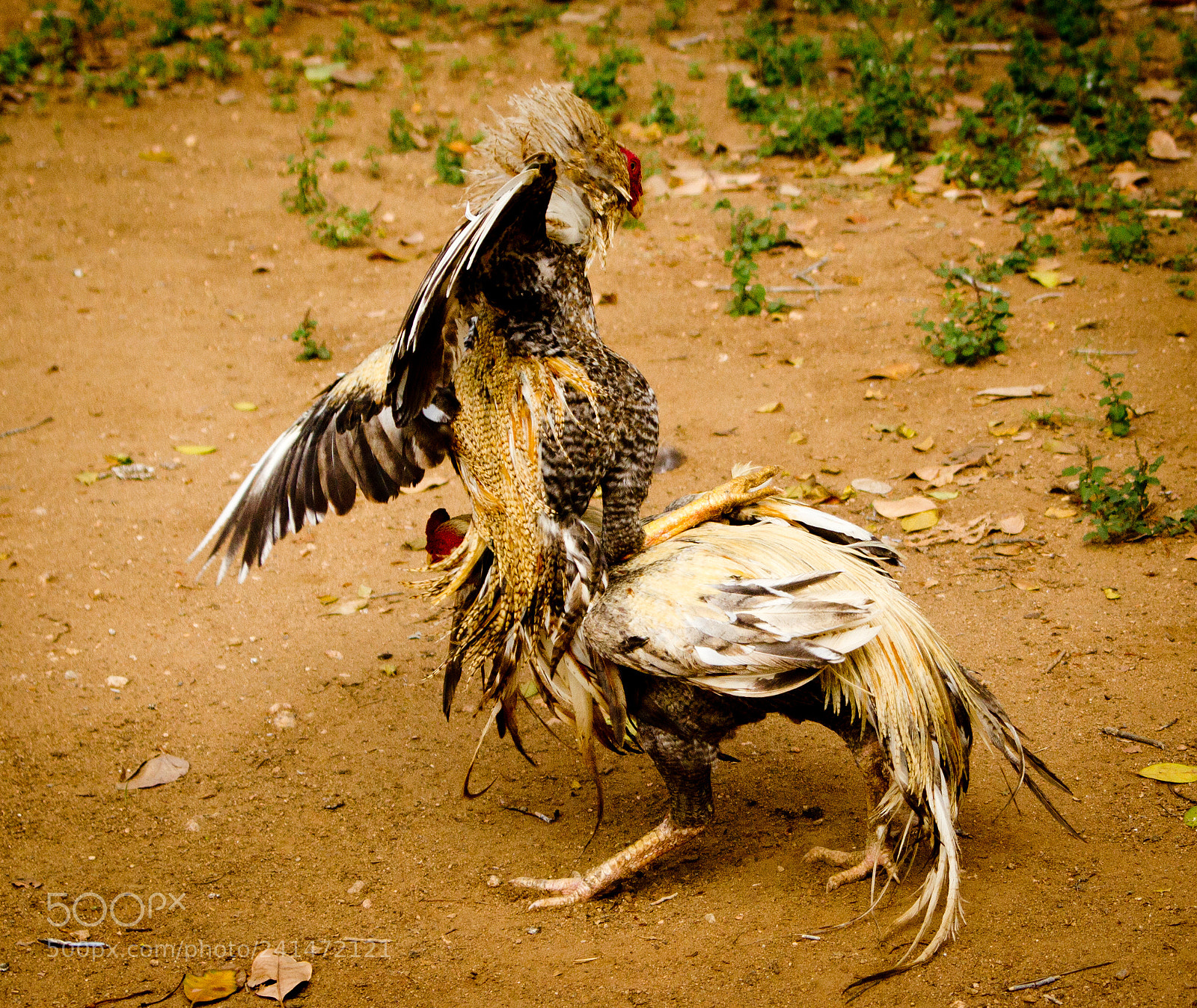 Canon EOS 550D (EOS Rebel T2i / EOS Kiss X4) sample photo. Rooster fight photography