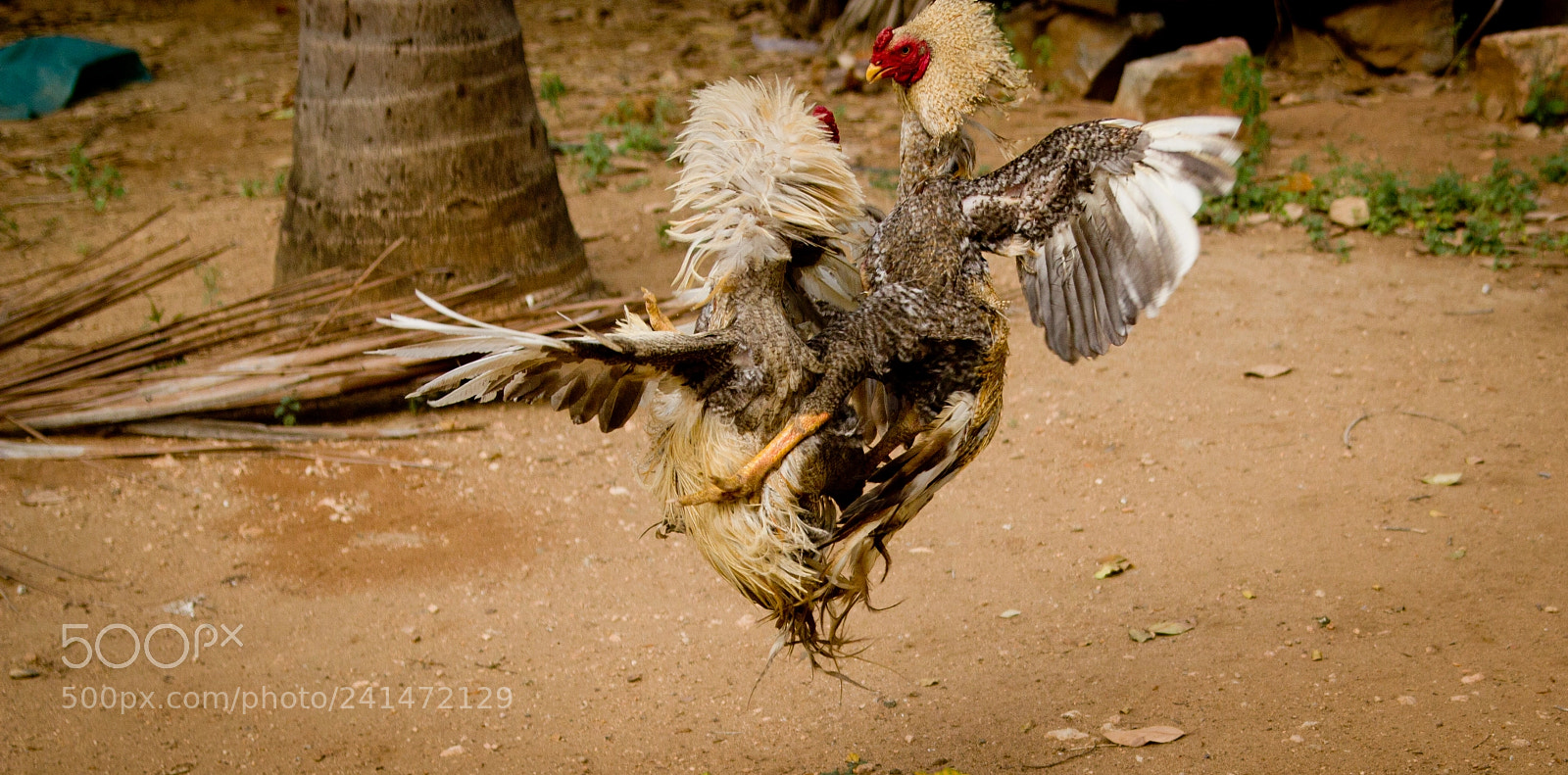 Canon EOS 550D (EOS Rebel T2i / EOS Kiss X4) sample photo. Rooster fight photography
