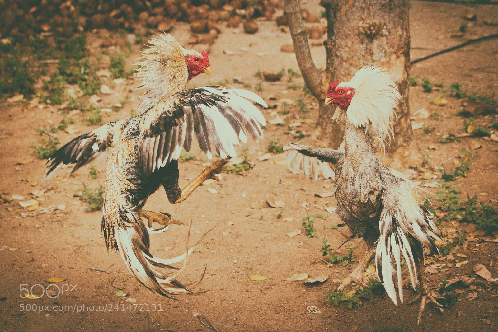 Canon EOS 550D (EOS Rebel T2i / EOS Kiss X4) sample photo. Rooster fight photography