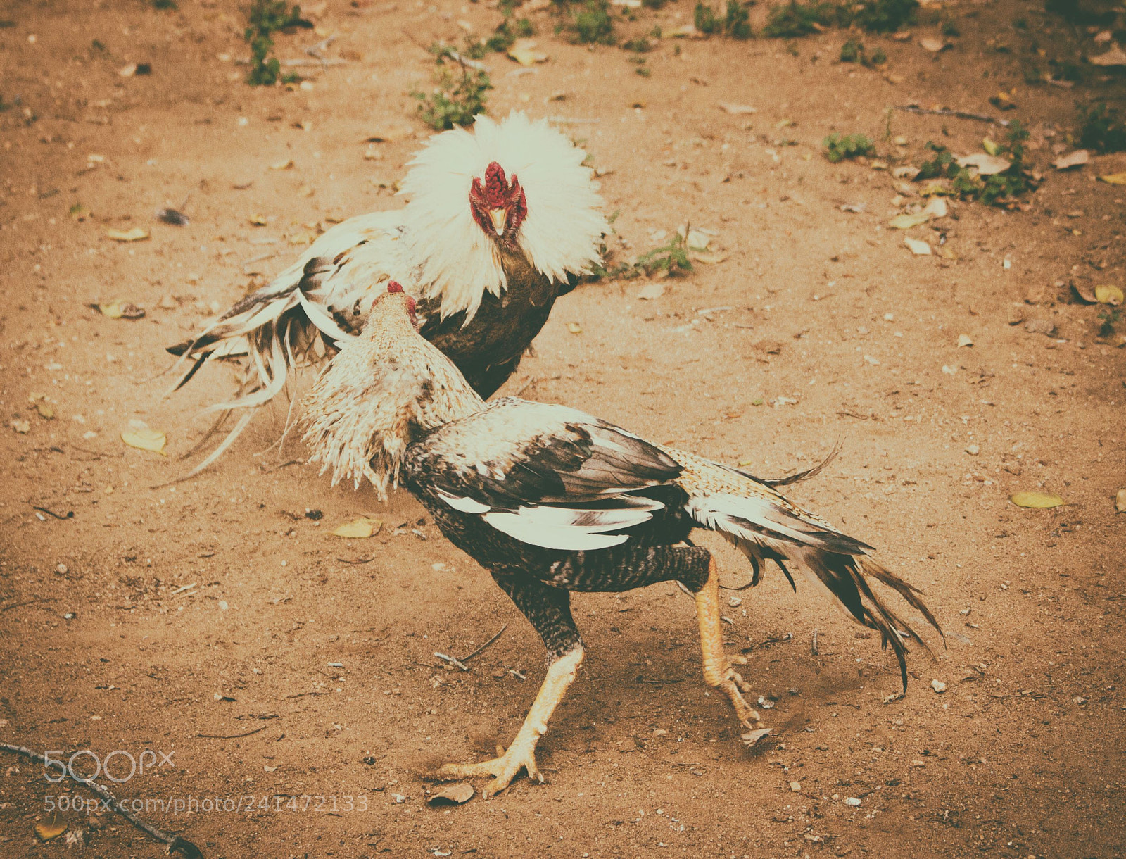 Canon EOS 550D (EOS Rebel T2i / EOS Kiss X4) sample photo. Rooster fight photography