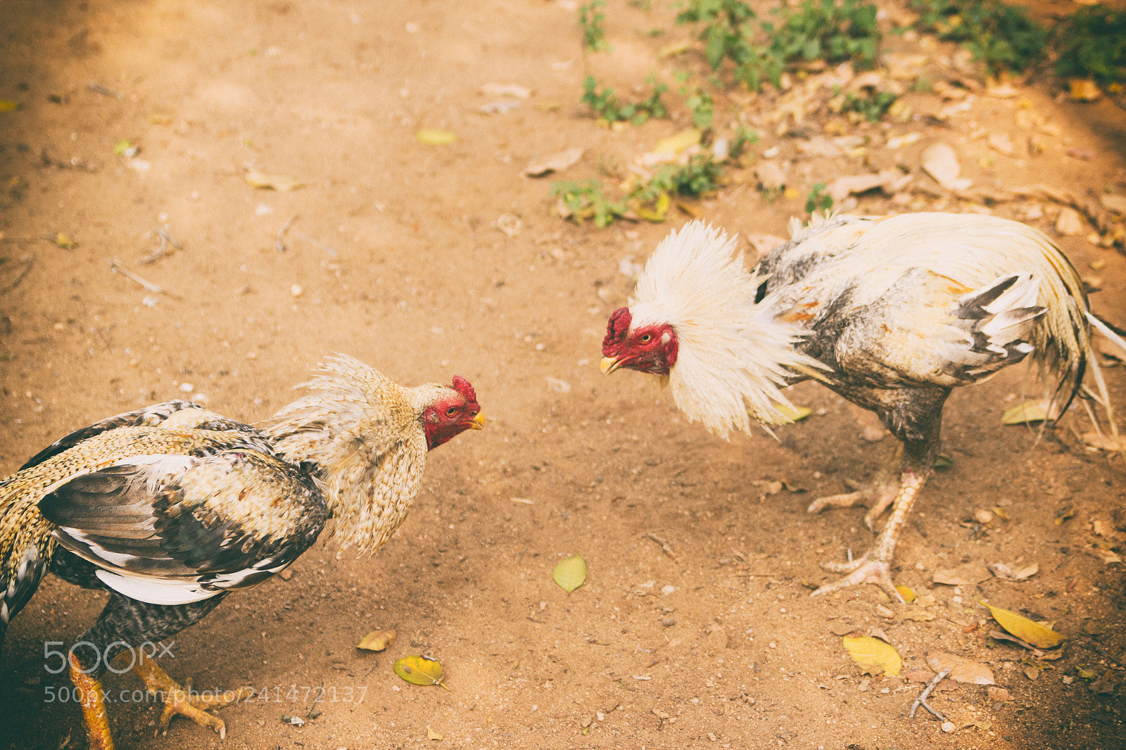 Canon EOS 550D (EOS Rebel T2i / EOS Kiss X4) sample photo. Rooster fight photography