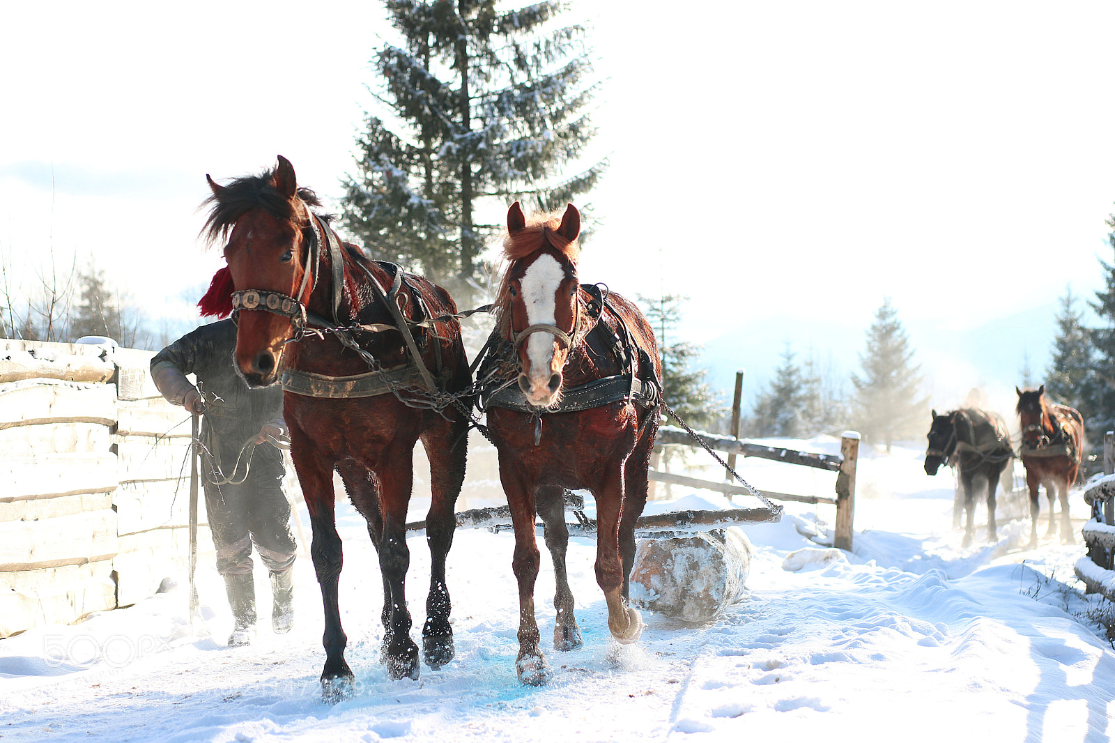 Canon EOS 750D (EOS Rebel T6i / EOS Kiss X8i) sample photo. Horses photography