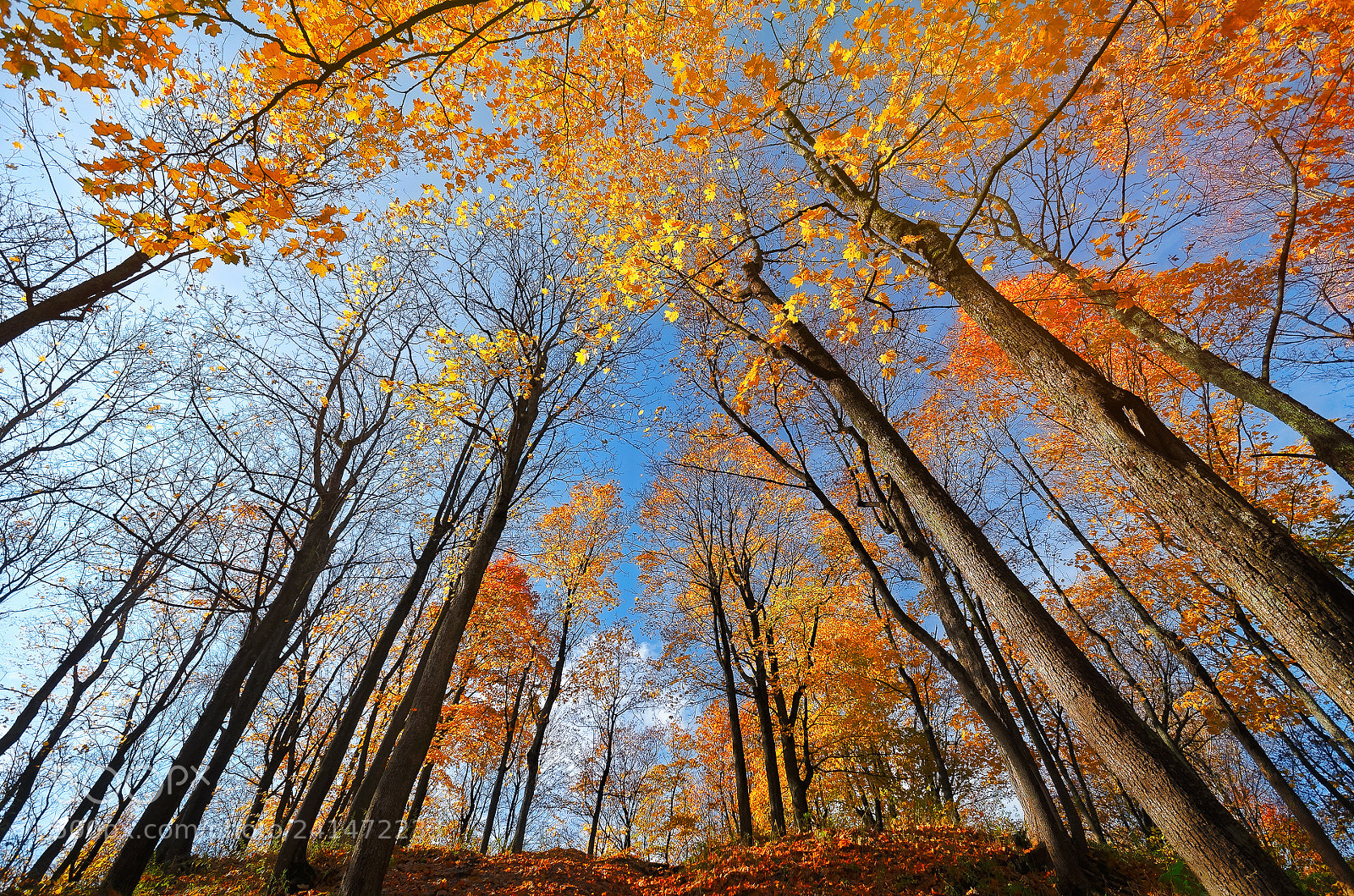 Pentax K-5 sample photo. The colors of fall... _63_ photography