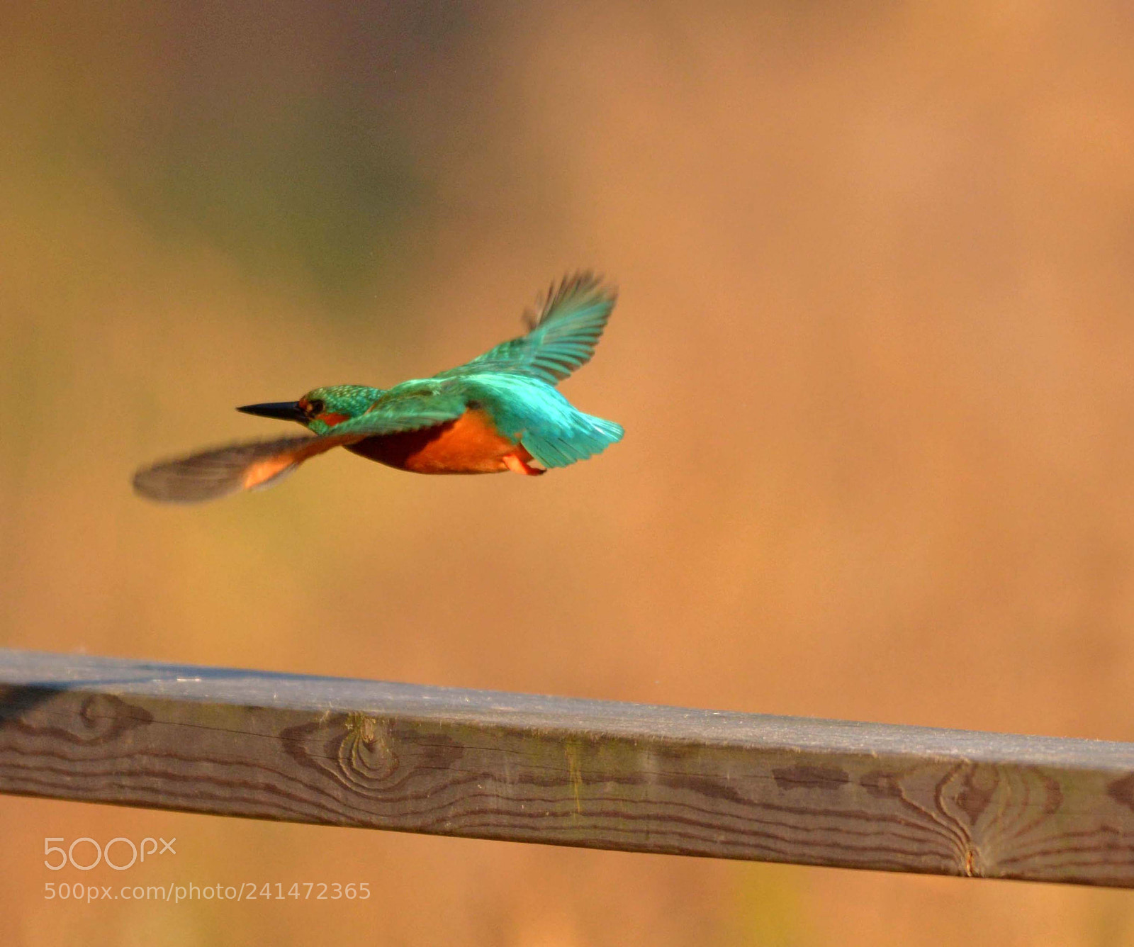 Nikon D7100 sample photo. Kingfisher photography