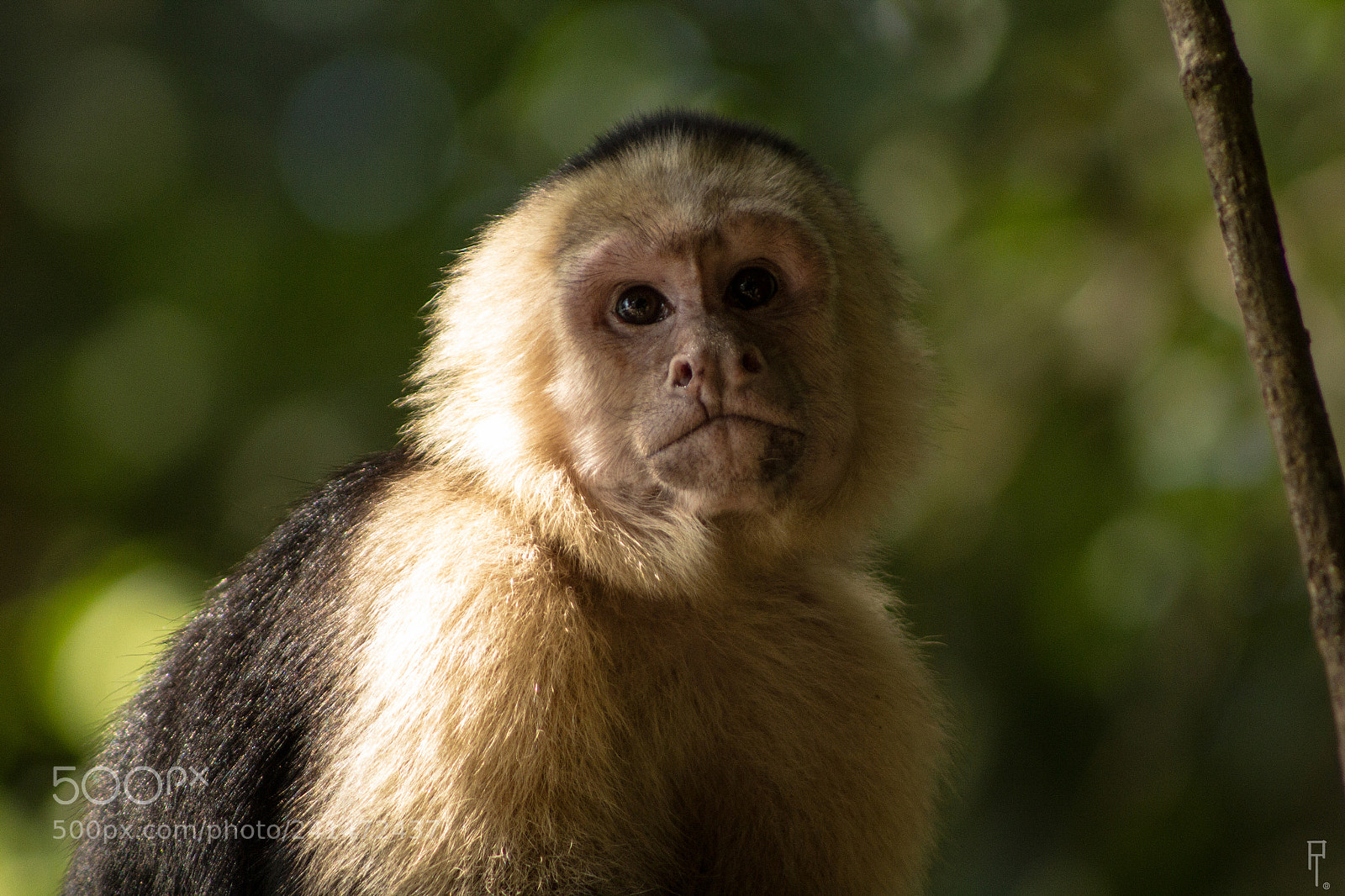 Canon EOS 60D sample photo. Cariblanco photography