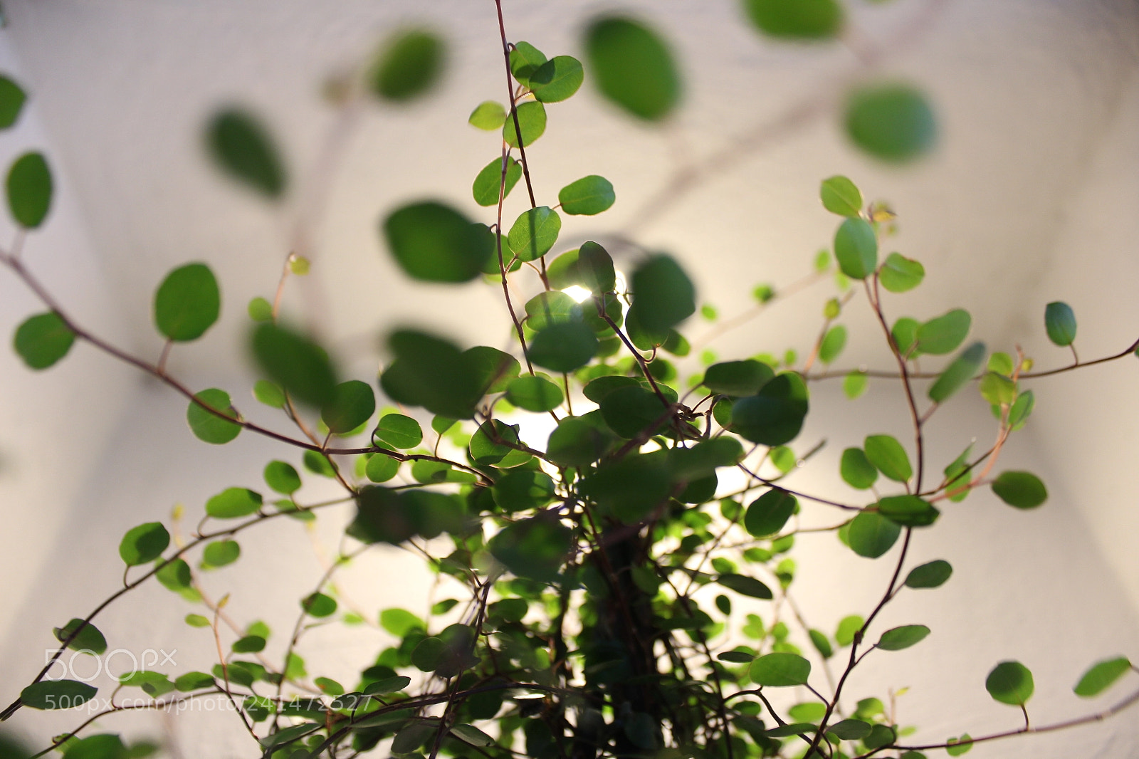 Canon EOS 1200D (EOS Rebel T5 / EOS Kiss X70 / EOS Hi) sample photo. Entanglement photography