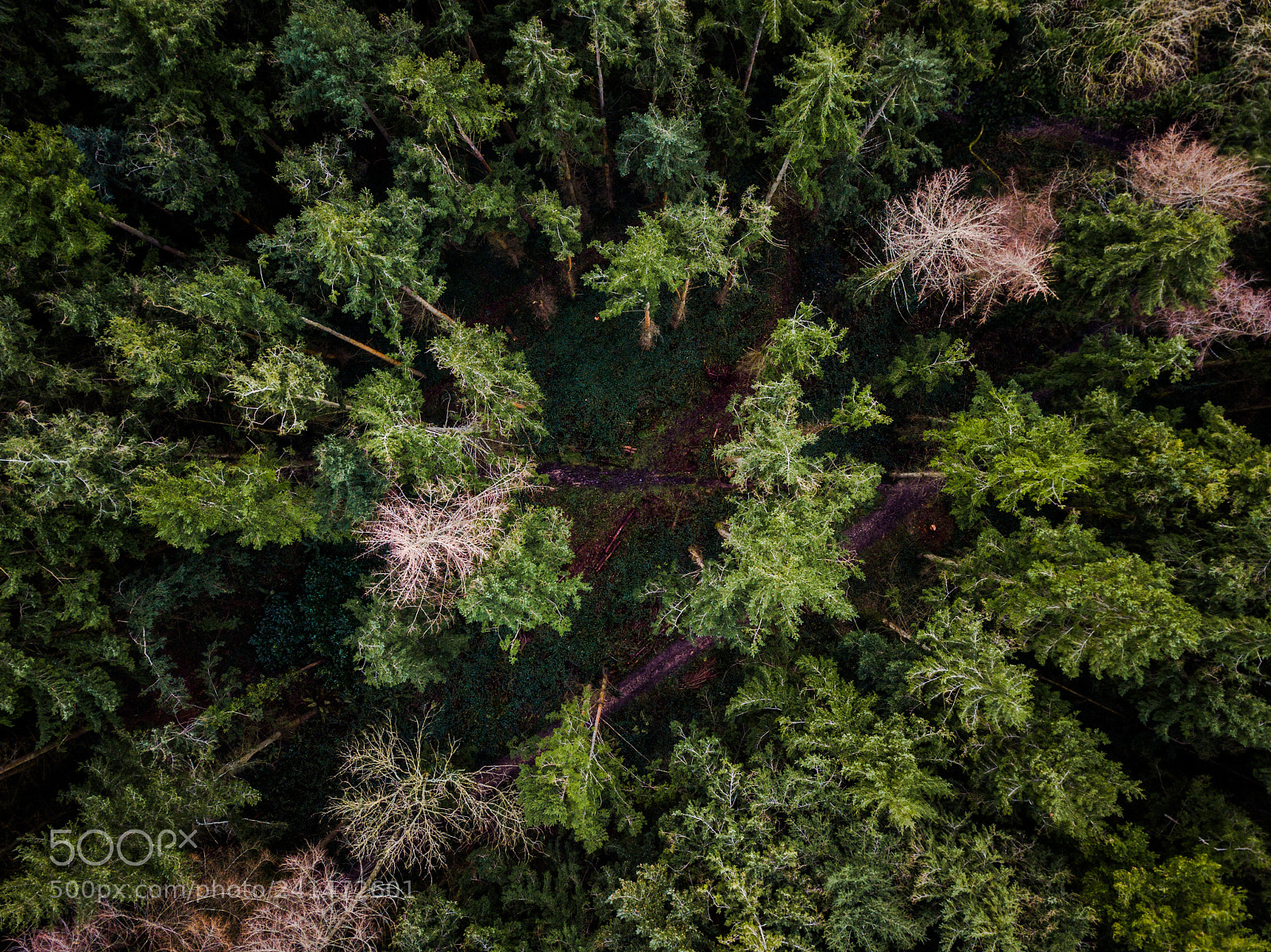 DJI FC220 sample photo. Into the forest photography