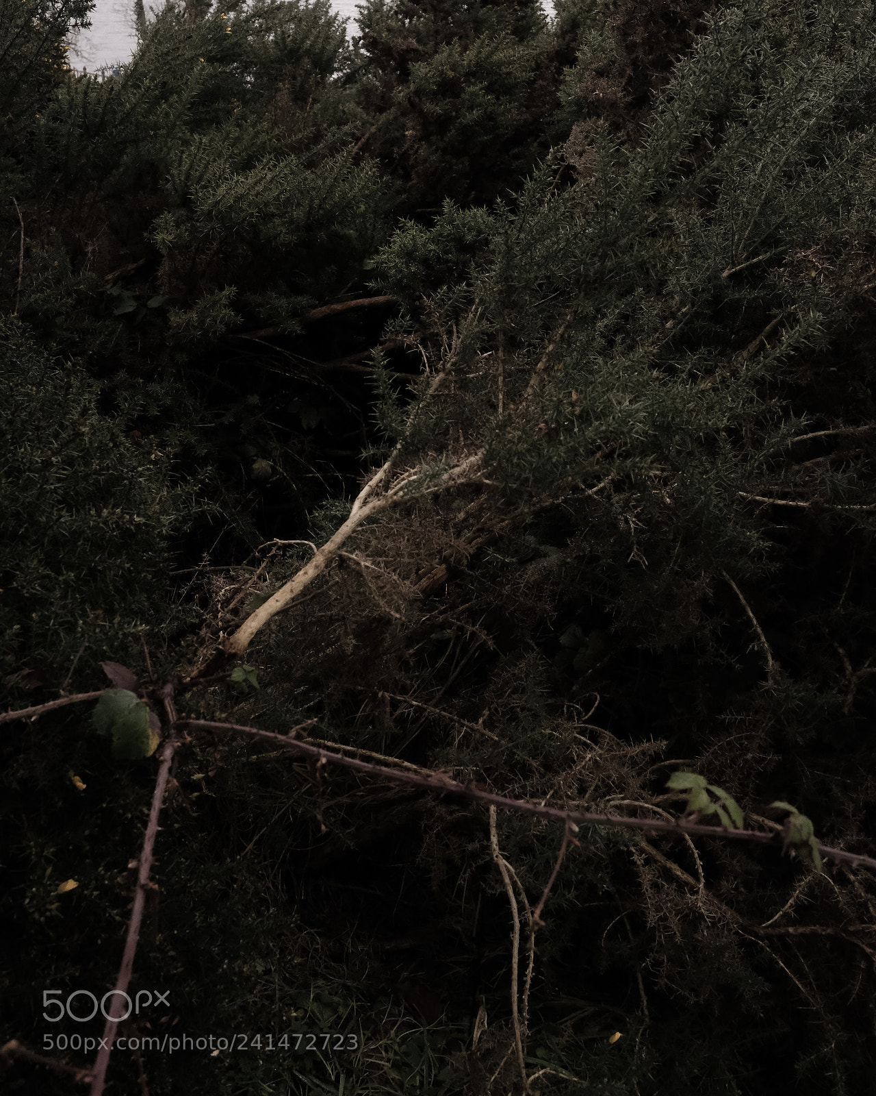 Fujifilm X-T2 sample photo. Wilderness photography
