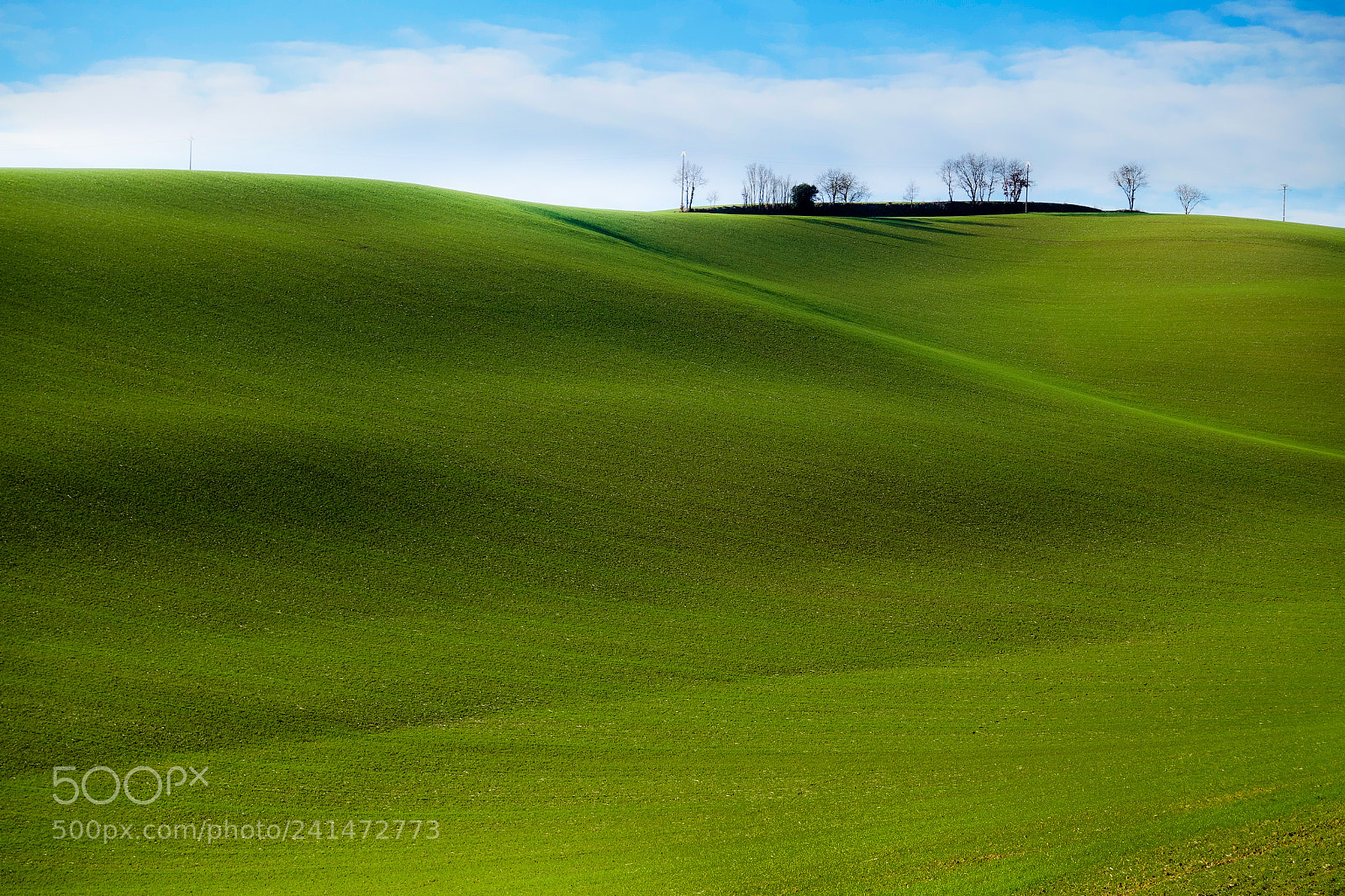 Sony Cyber-shot DSC-RX100 IV sample photo. Young wheat modulations photography
