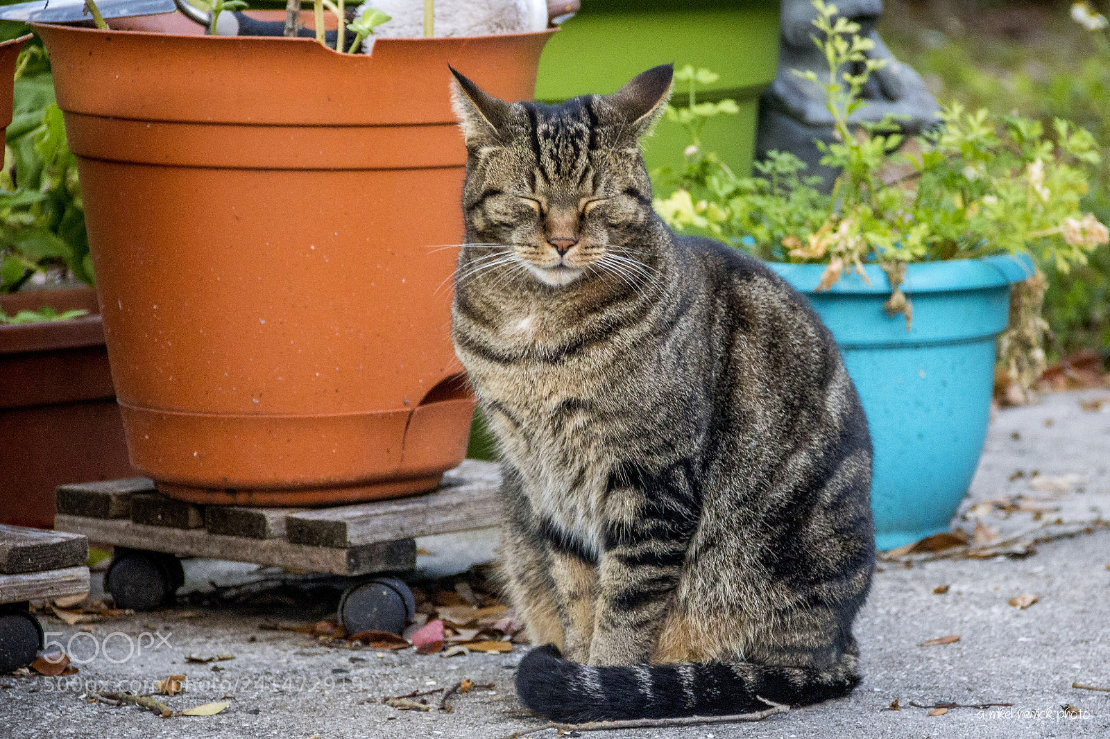 Canon EOS 60D sample photo. Cool cat photography