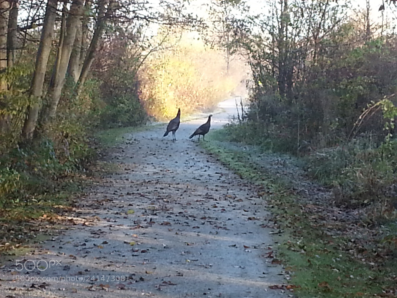 Samsung Galaxy Note2 sample photo. Wild turkey on the photography