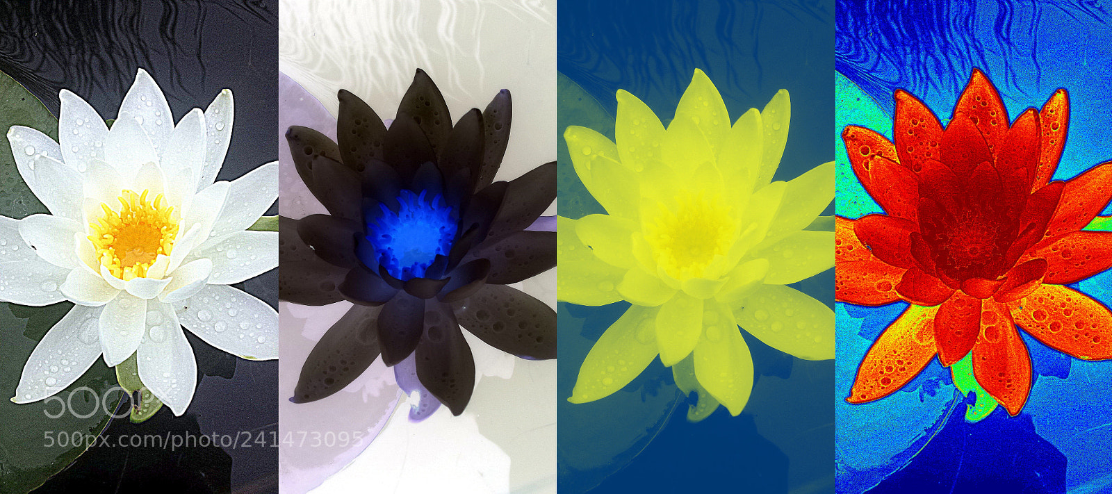 Samsung Galaxy S4 sample photo. Lake monona water lilies photography