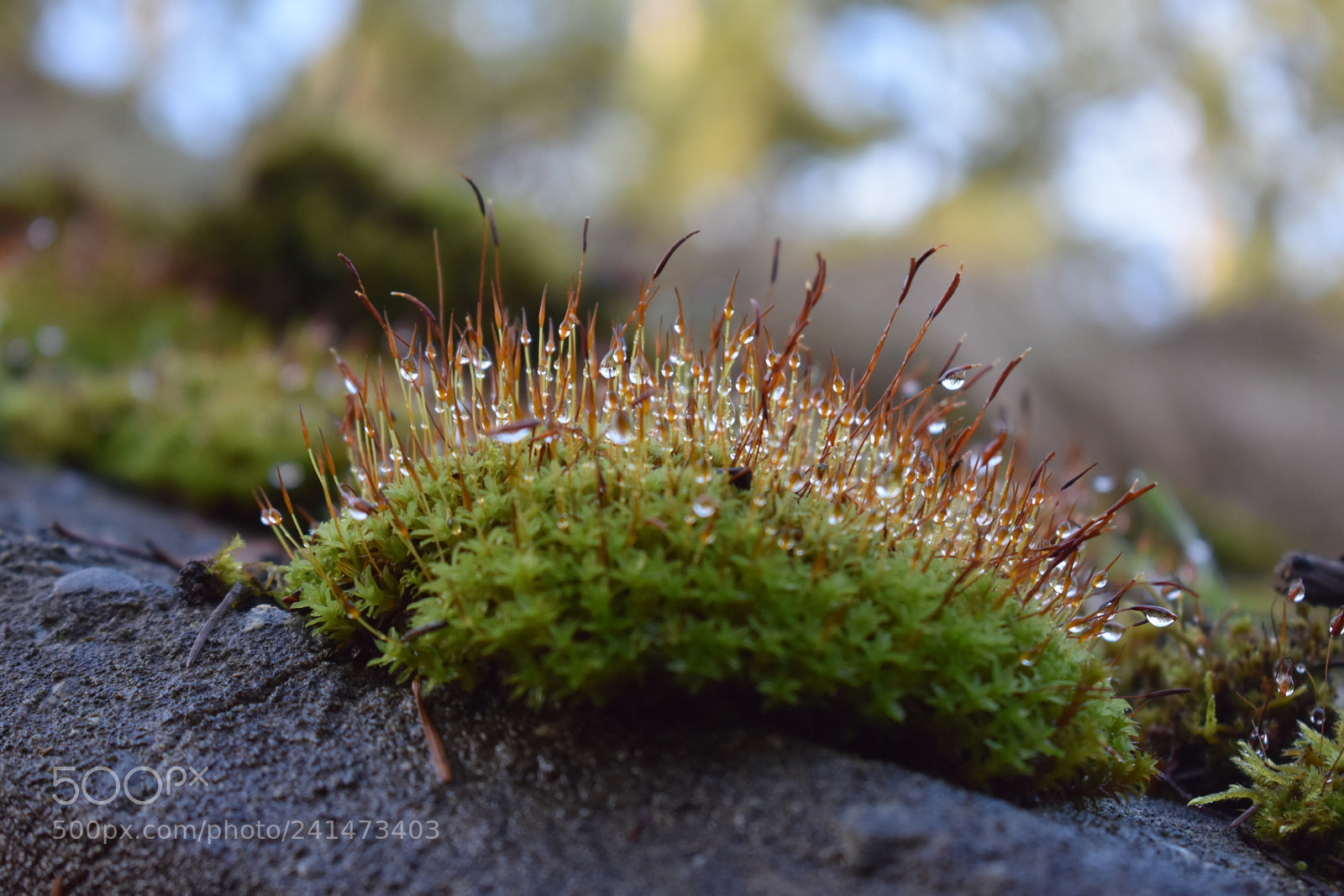 Nikon D3400 sample photo. Dew drop photography