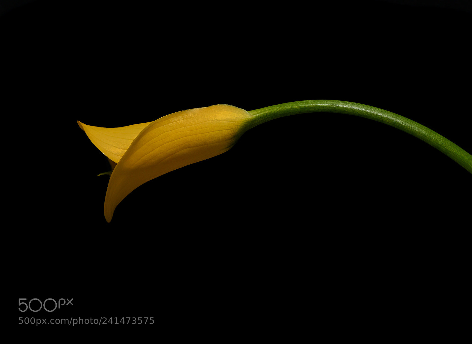 Nikon D810 sample photo. Yellow lily photography