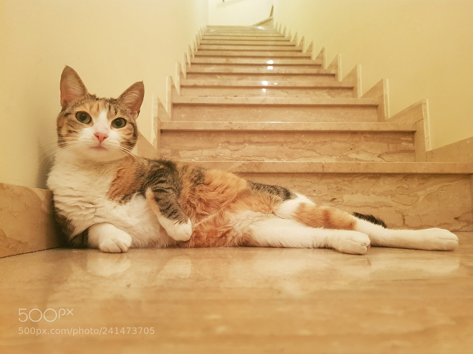 Samsung Galaxy S8+ sample photo. Cat model photography