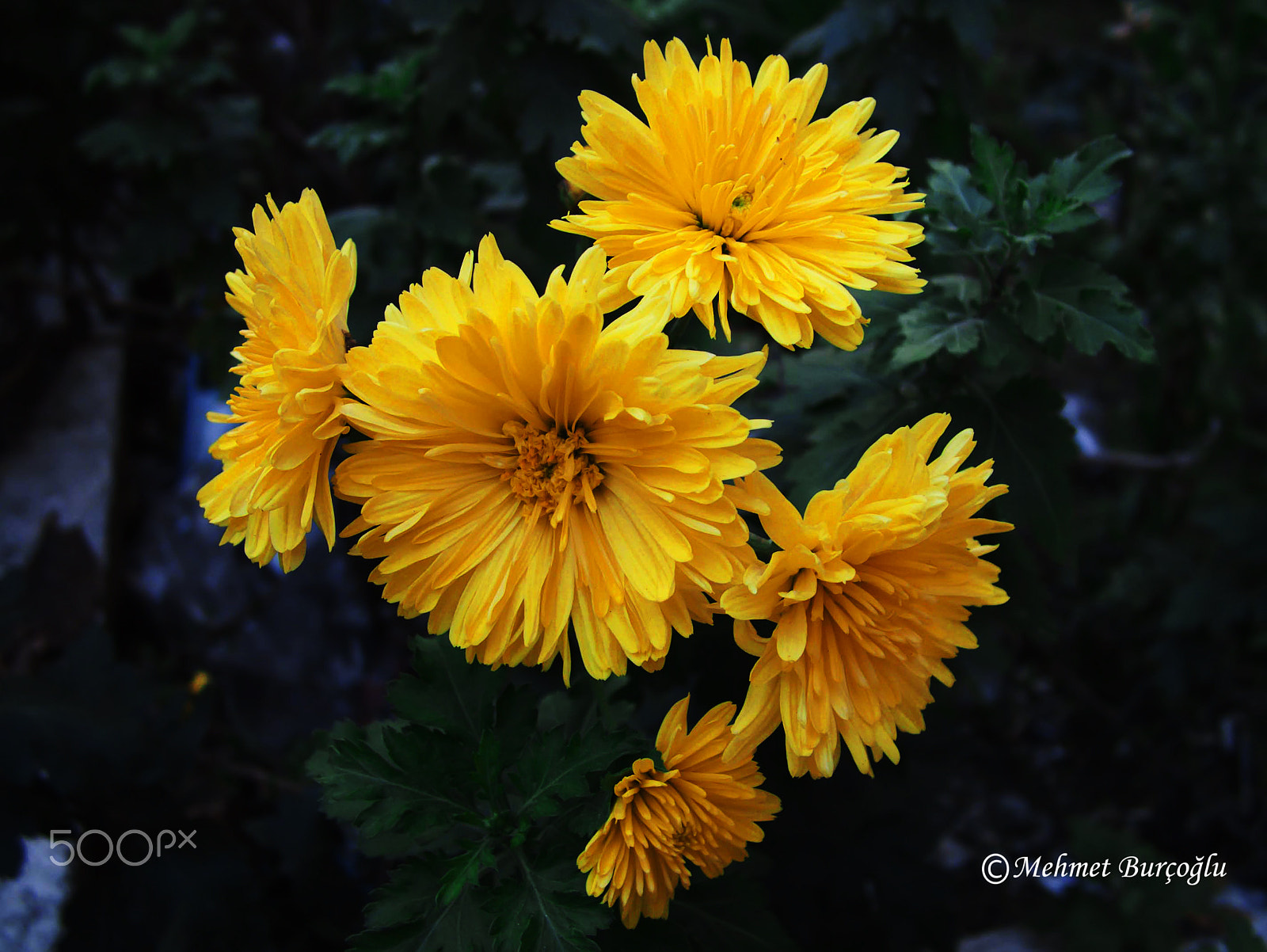 Fujifilm FinePix S7000 sample photo. Flowers photography