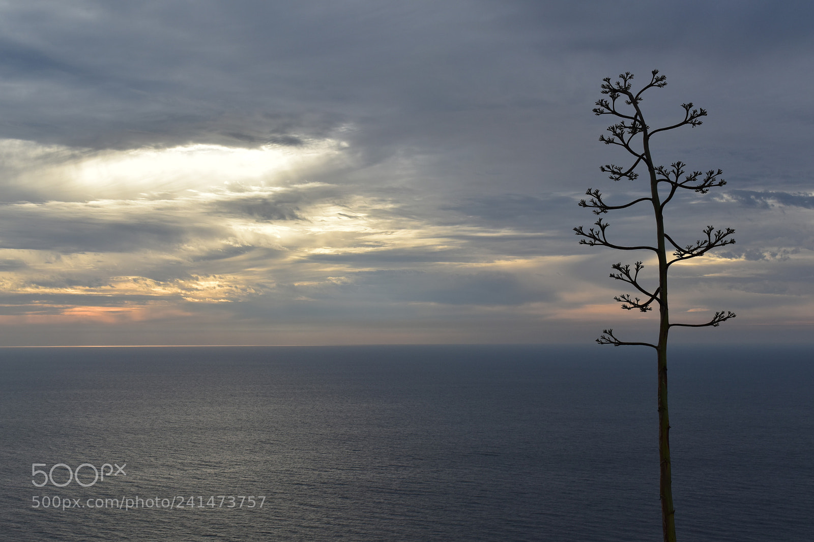 Nikon D5600 sample photo. Sunset in california photography