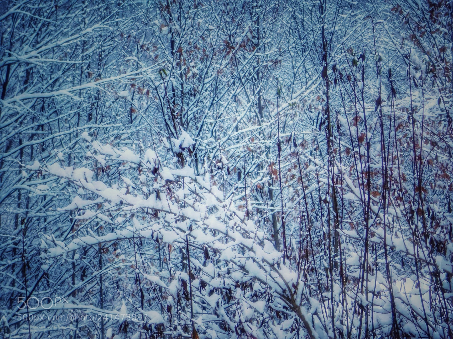 Nikon Coolpix B500 sample photo. Christmas morning snow photography