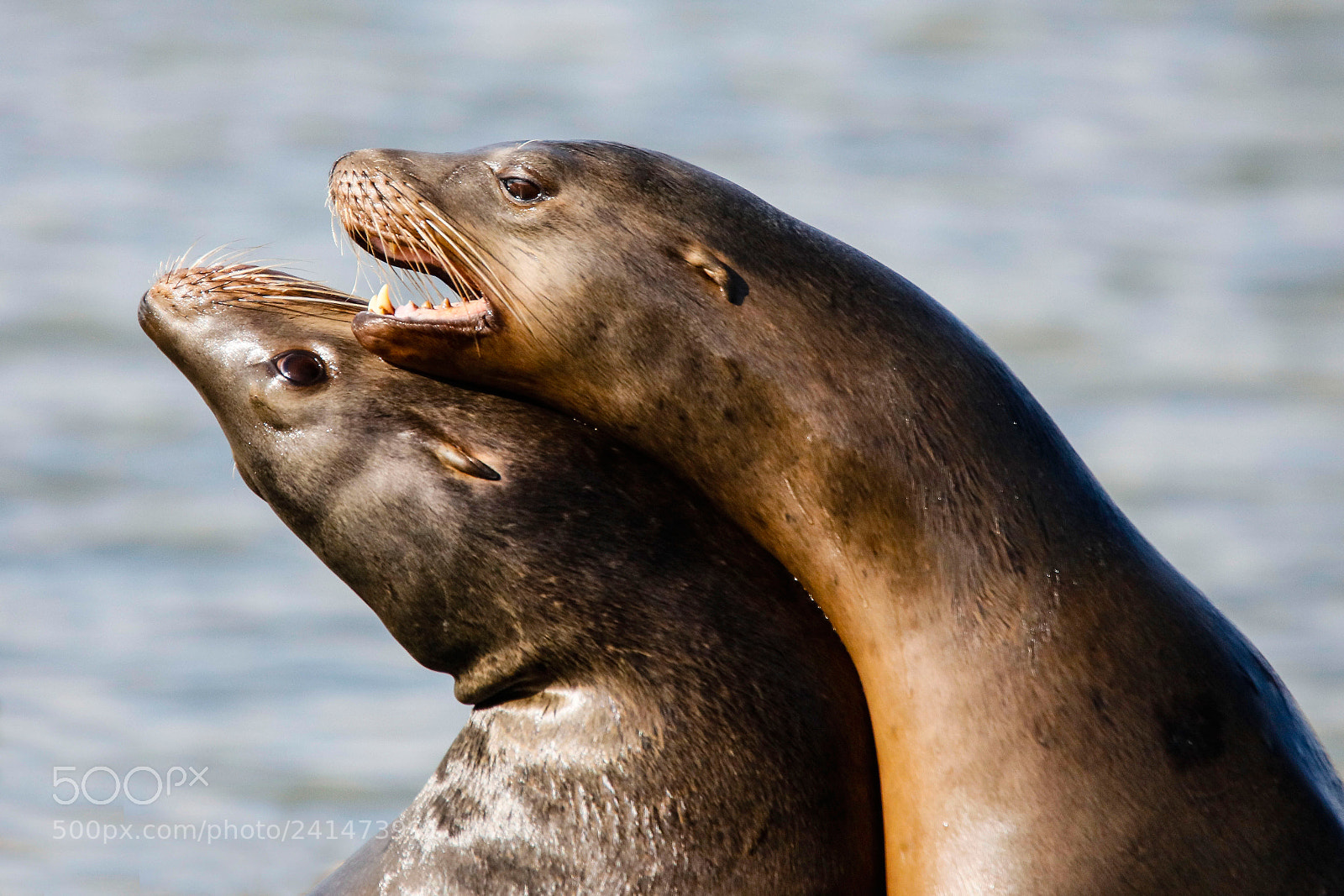 Canon EOS 5DS R sample photo. Physical affection photography