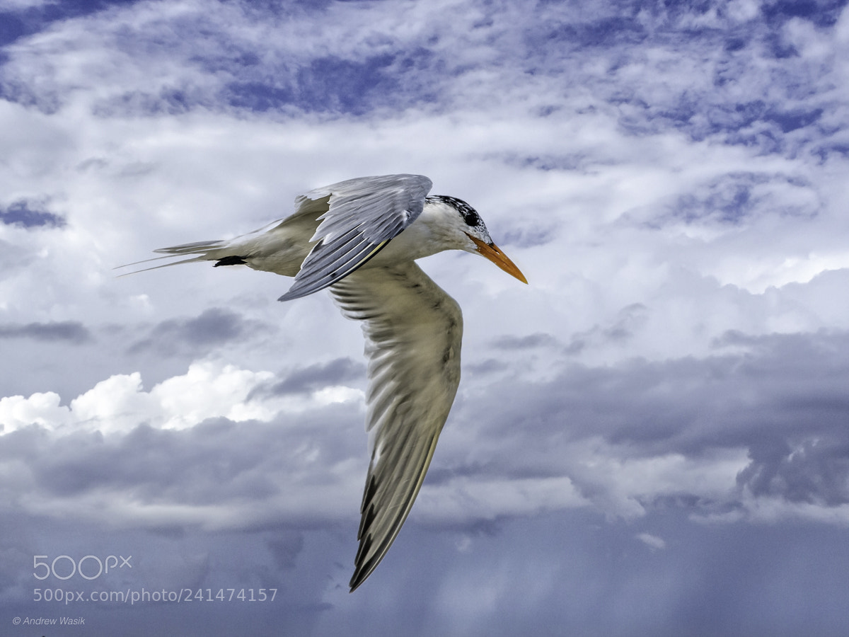 Nikon D500 sample photo. Tern in the sky photography