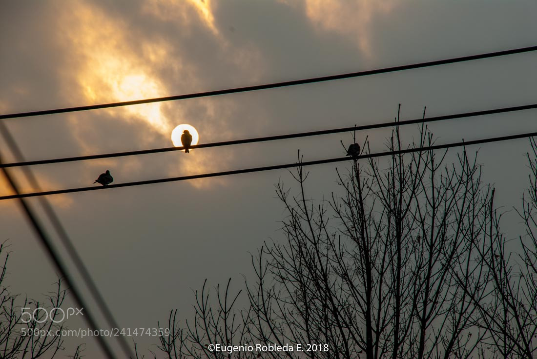 Nikon D200 sample photo. Untitled photography