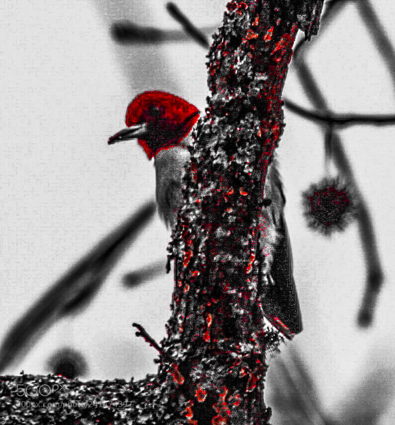 Canon EOS 1300D (EOS Rebel T6 / EOS Kiss X80) sample photo. Red headed woodpecker photography