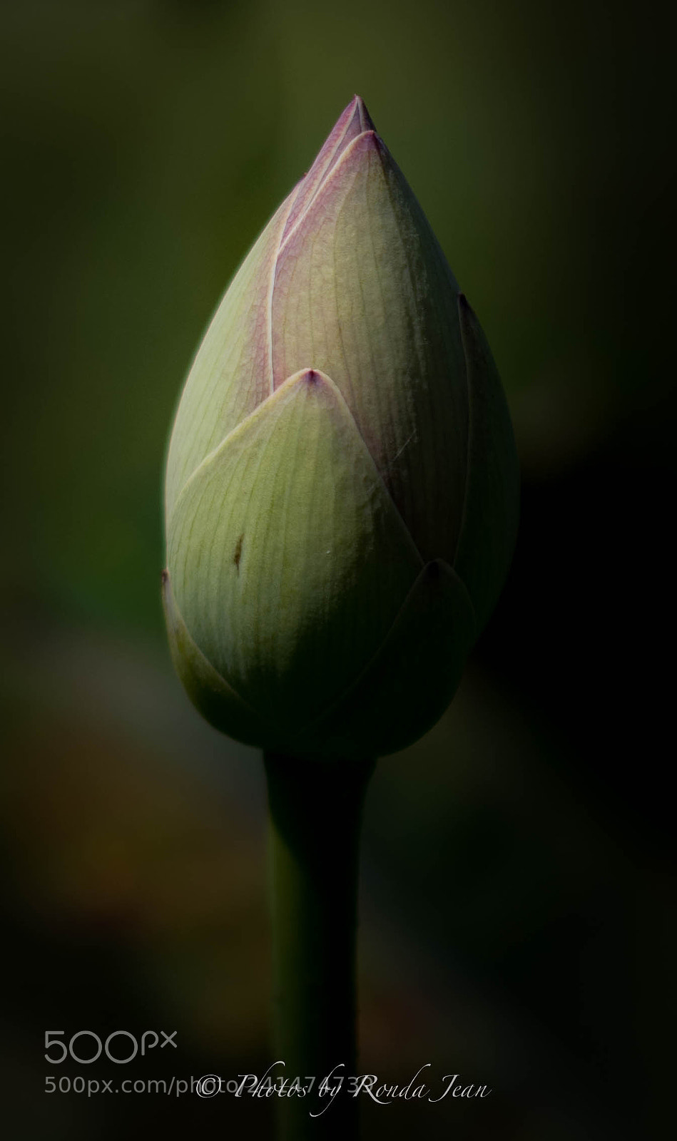 Nikon D500 sample photo. Untitled photography
