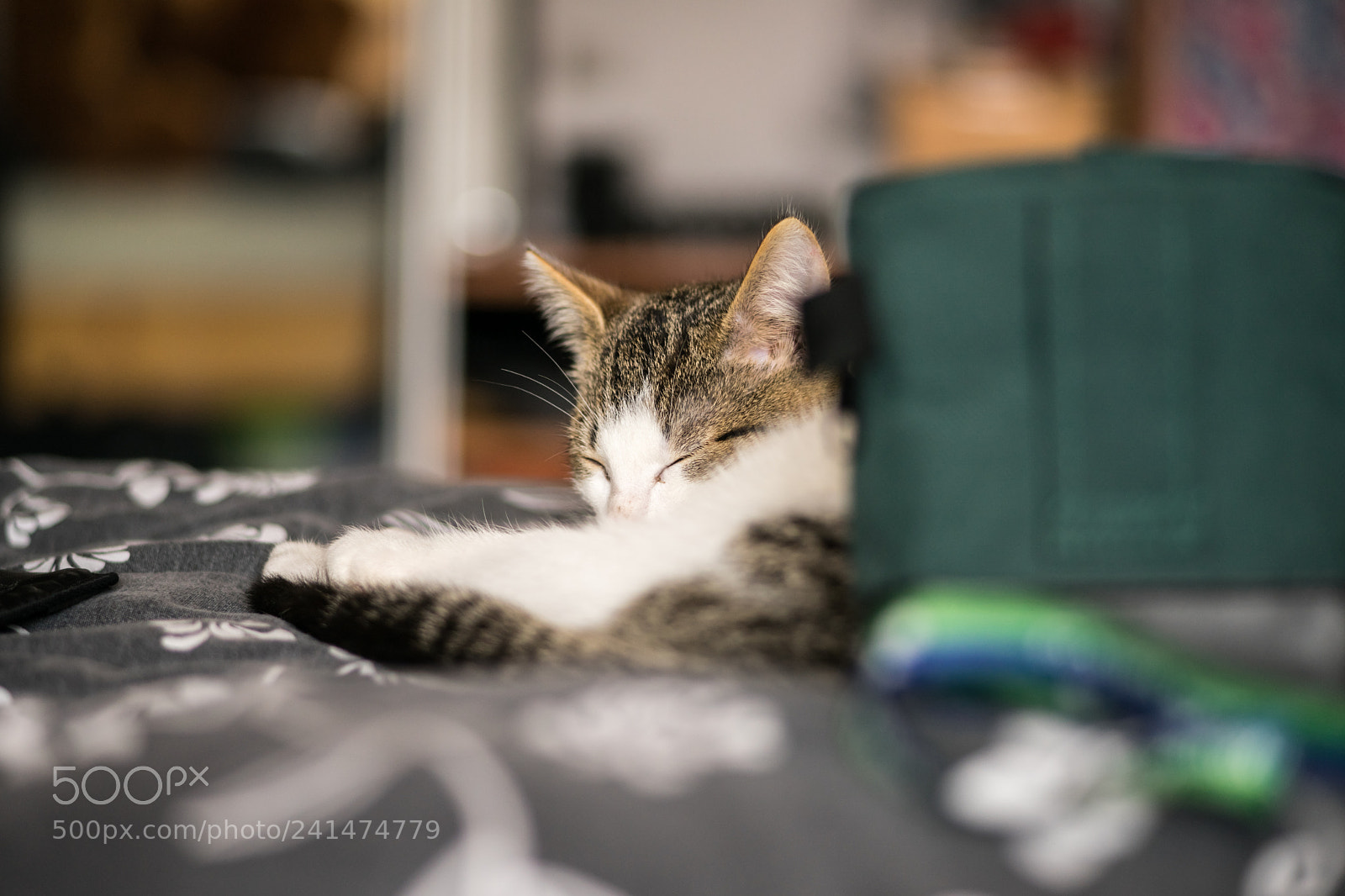 Sony a7 II sample photo. Untitled photography