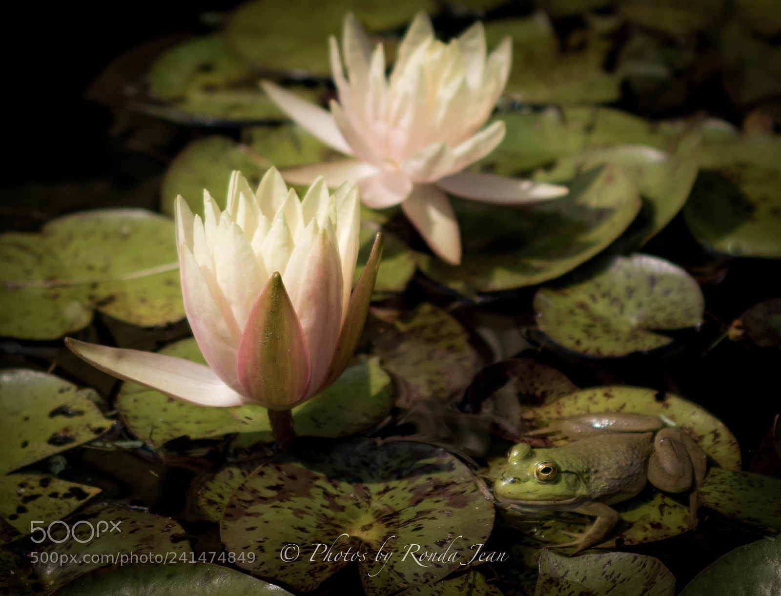 Nikon D500 sample photo. Untitled photography