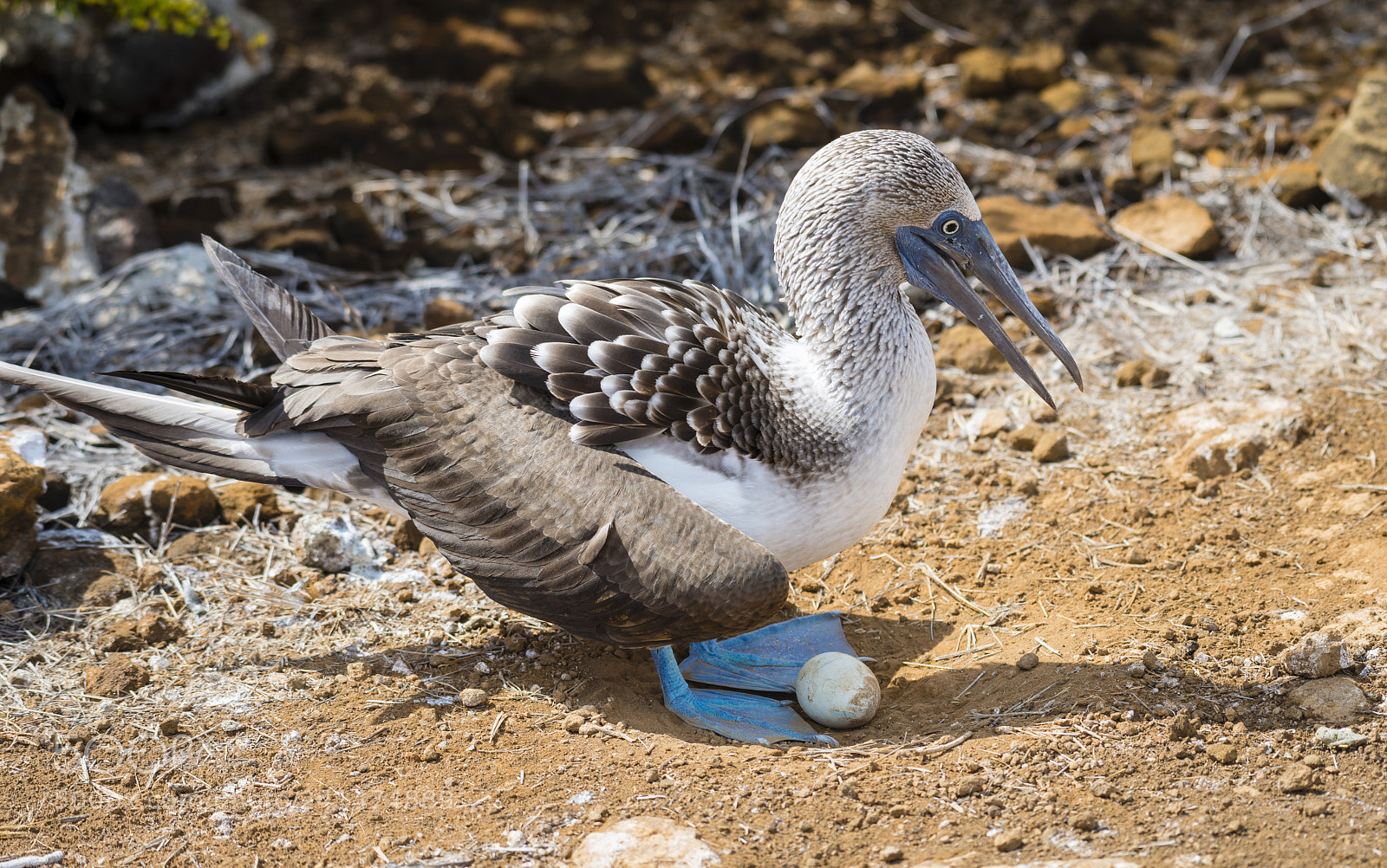 Nikon D800 sample photo. Blue footed booby photography