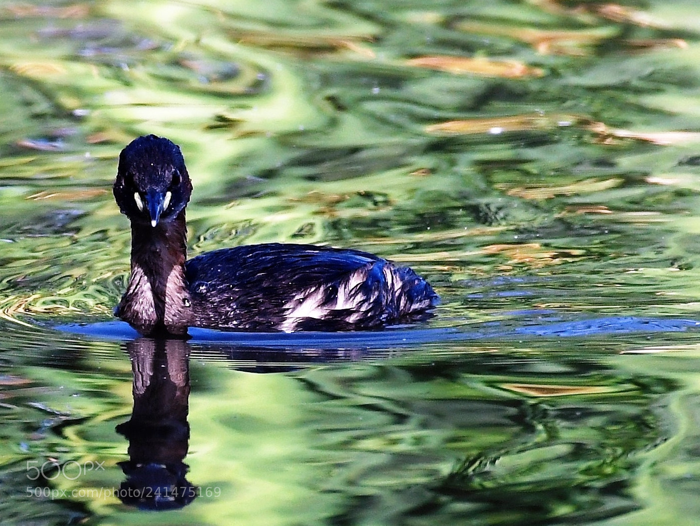 Nikon D500 sample photo. Reflections in green photography