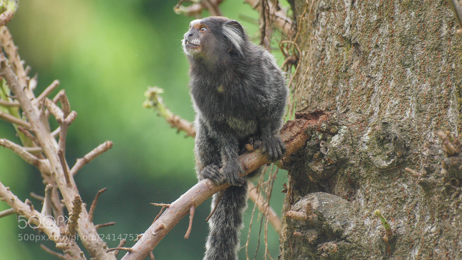 Olympus E-620 (EVOLT E-620) sample photo. Rio marmoset photography