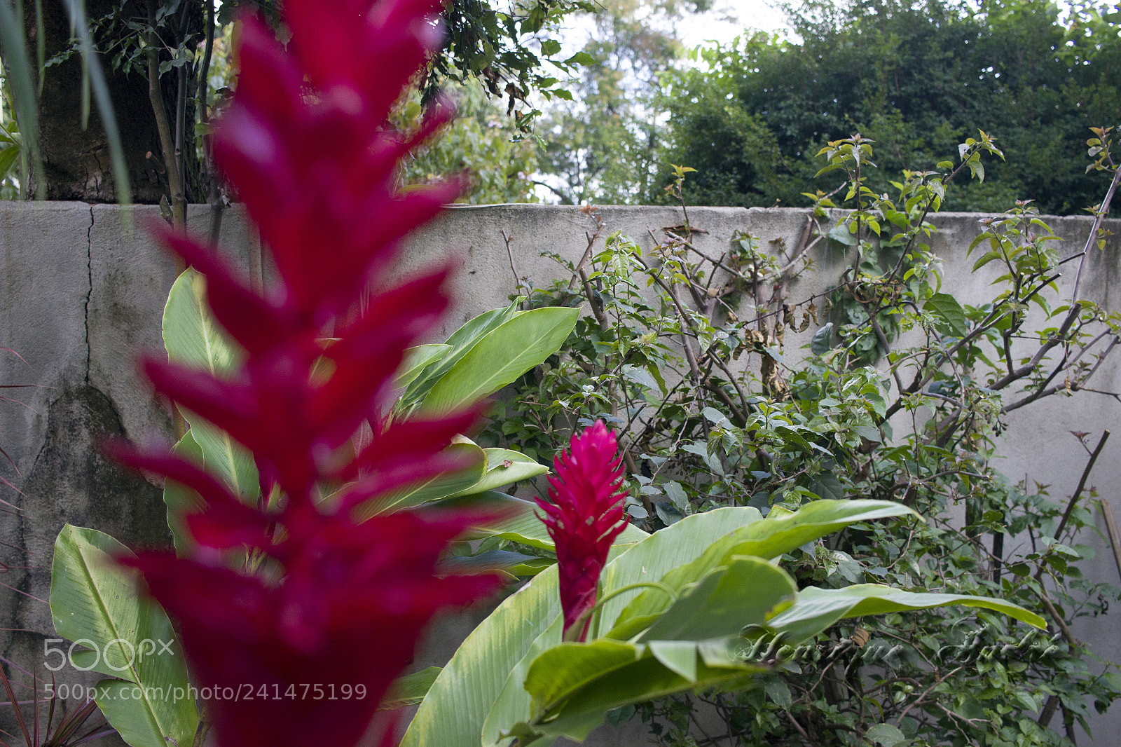 Canon EOS 600D (Rebel EOS T3i / EOS Kiss X5) sample photo. Flores photography