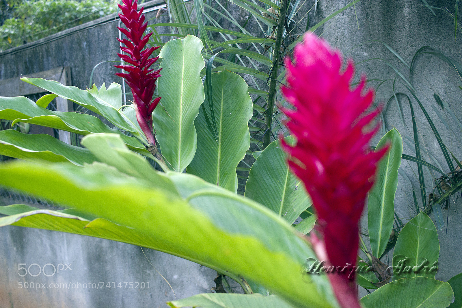 Canon EOS 600D (Rebel EOS T3i / EOS Kiss X5) sample photo. Flores photography