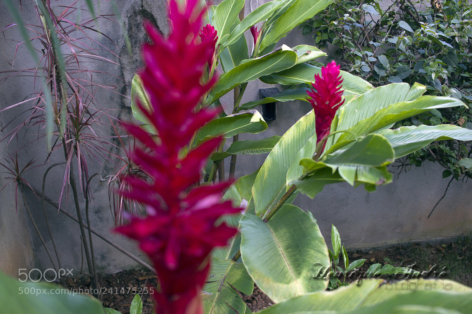 Canon EOS 600D (Rebel EOS T3i / EOS Kiss X5) sample photo. Flores photography