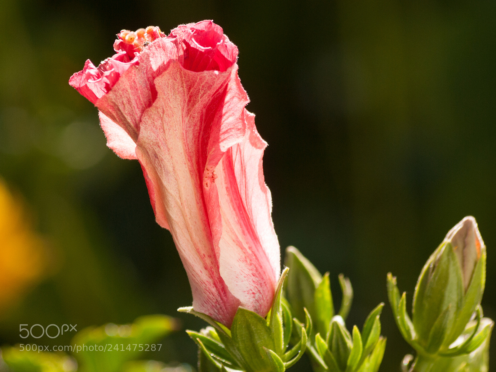 Olympus E-620 (EVOLT E-620) sample photo. Blended red photography