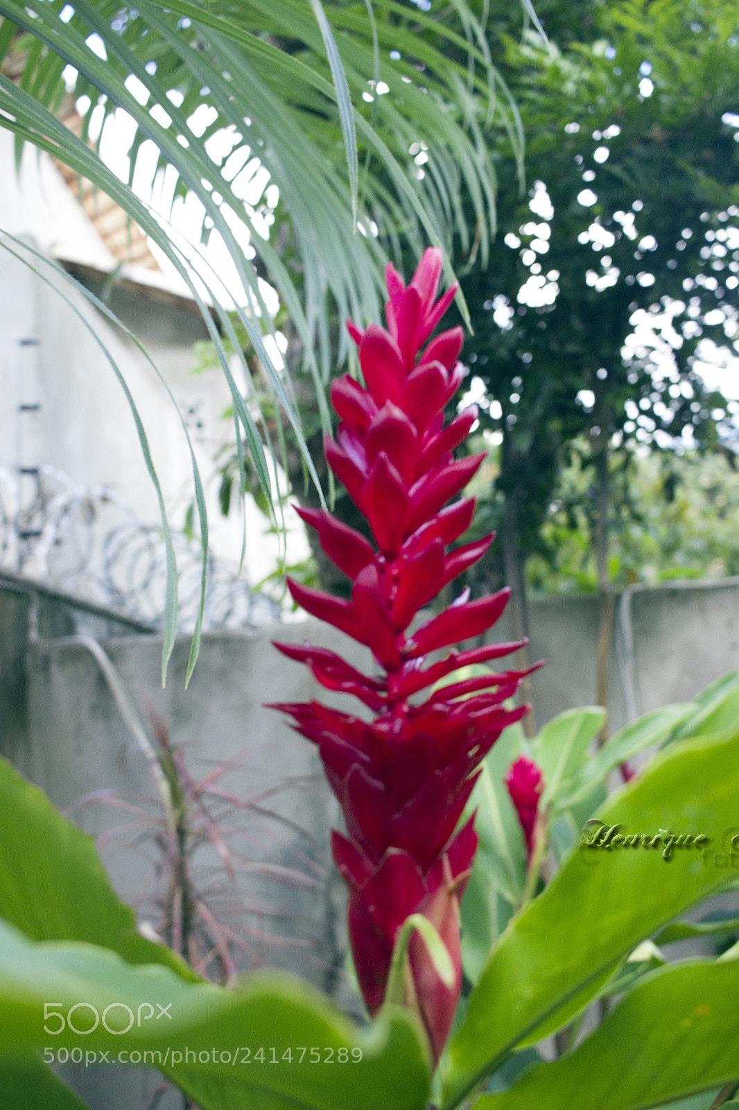 Canon EOS 600D (Rebel EOS T3i / EOS Kiss X5) sample photo. Flores photography
