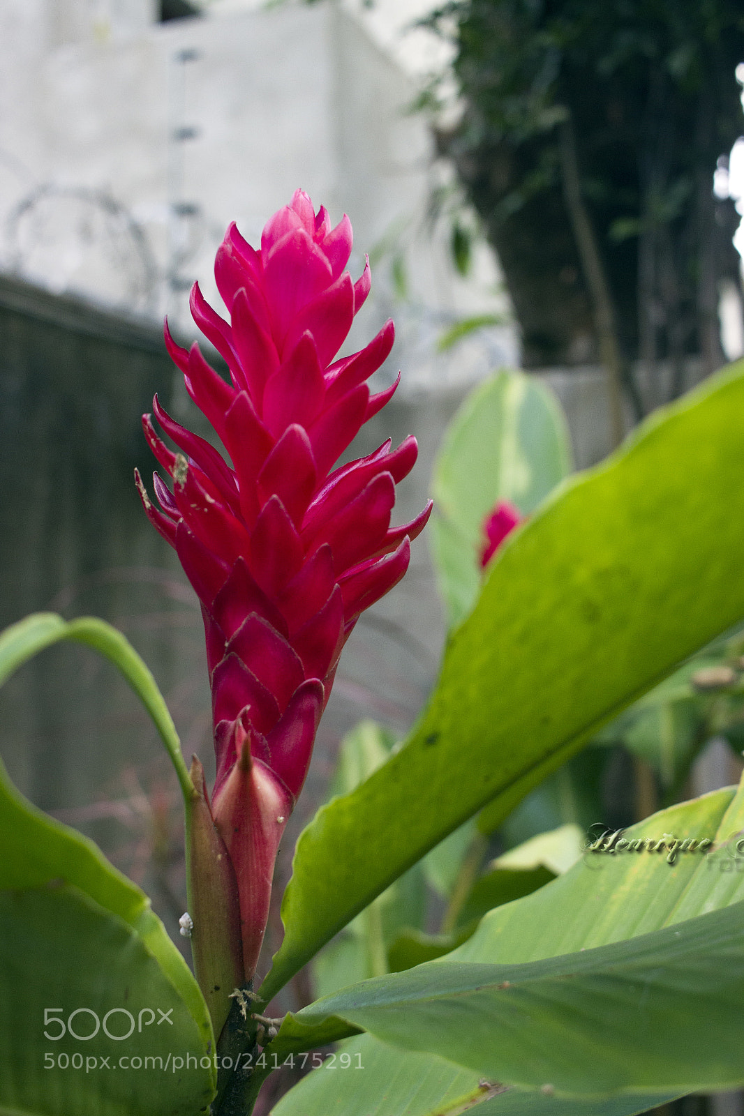 Canon EOS 600D (Rebel EOS T3i / EOS Kiss X5) sample photo. Flores photography