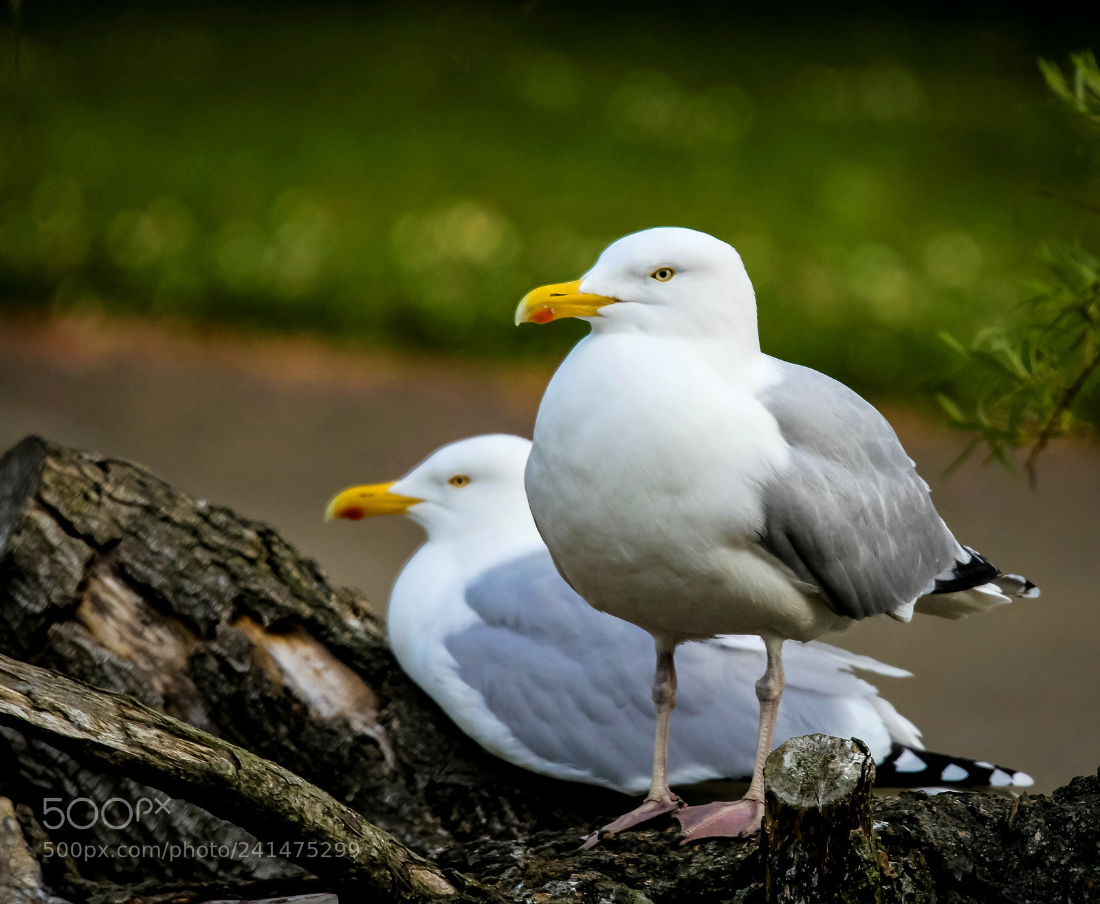 Canon EOS 60D sample photo. Untitled photography