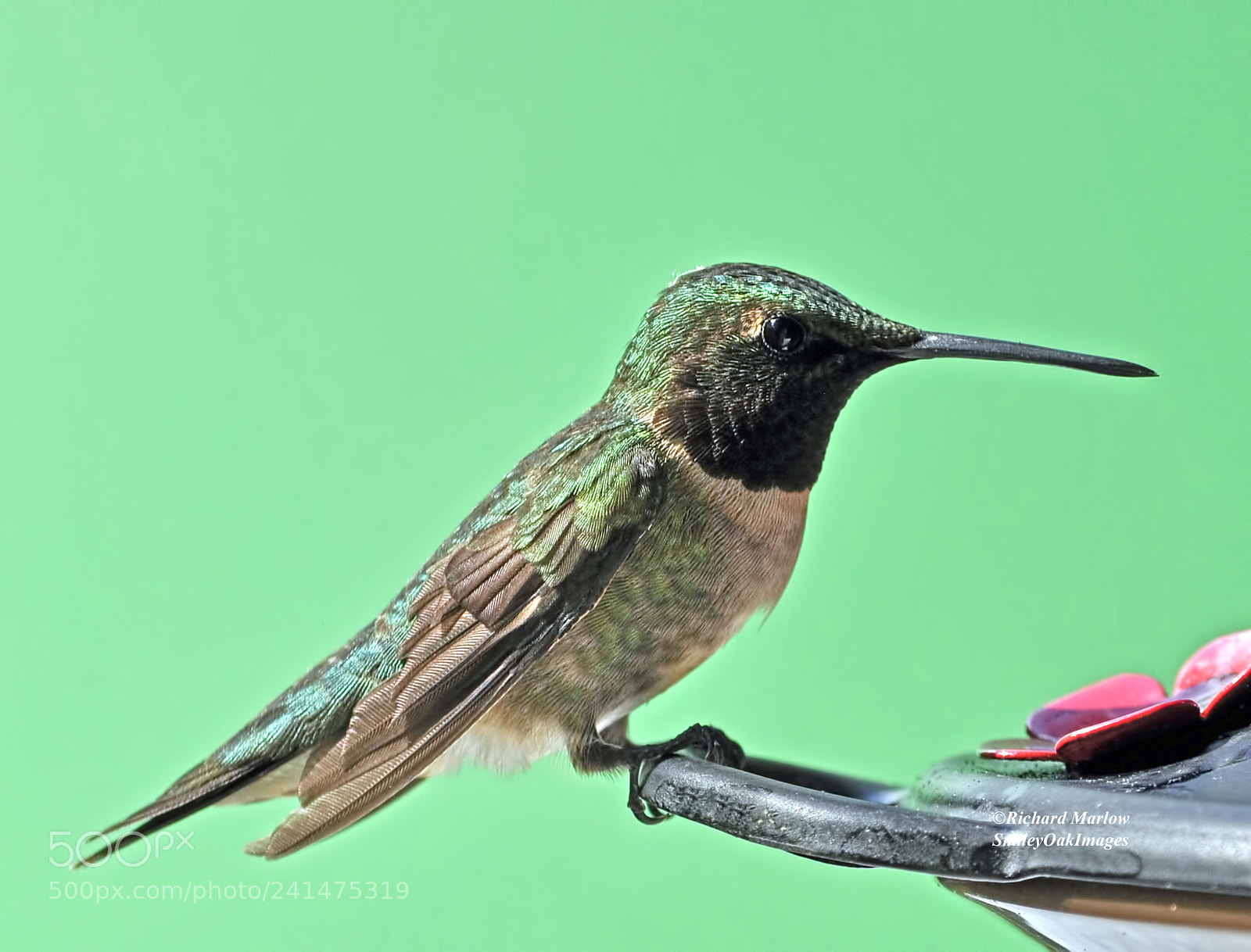 Nikon D5000 sample photo. Hummingbird photography