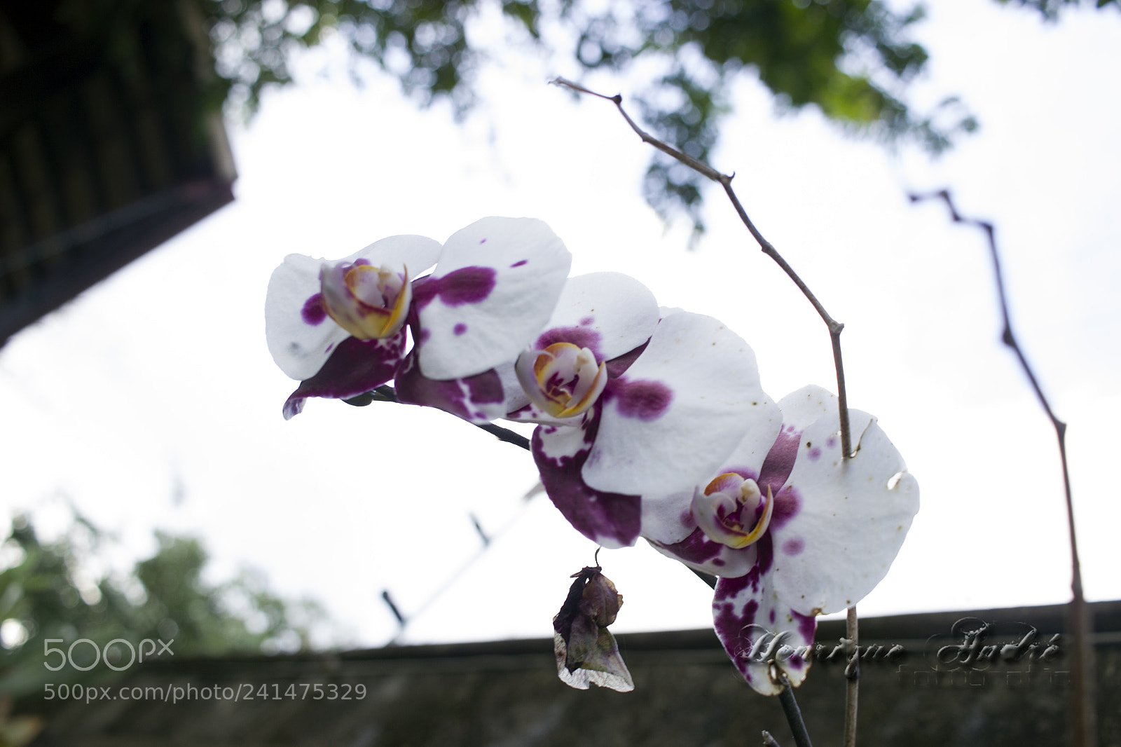 Canon EOS 600D (Rebel EOS T3i / EOS Kiss X5) sample photo. Flores photography